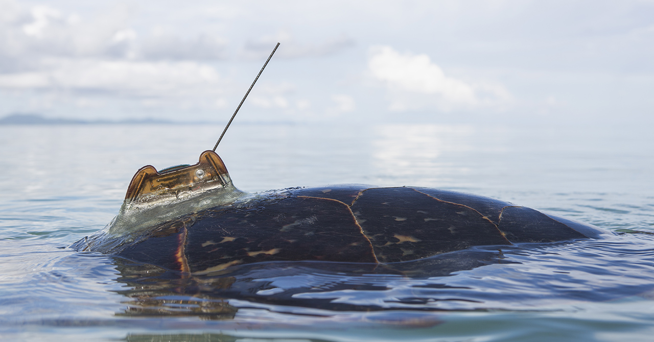 A hawksbill turtle's shell cresting the surface of the ocean with a tracker visible on its back.