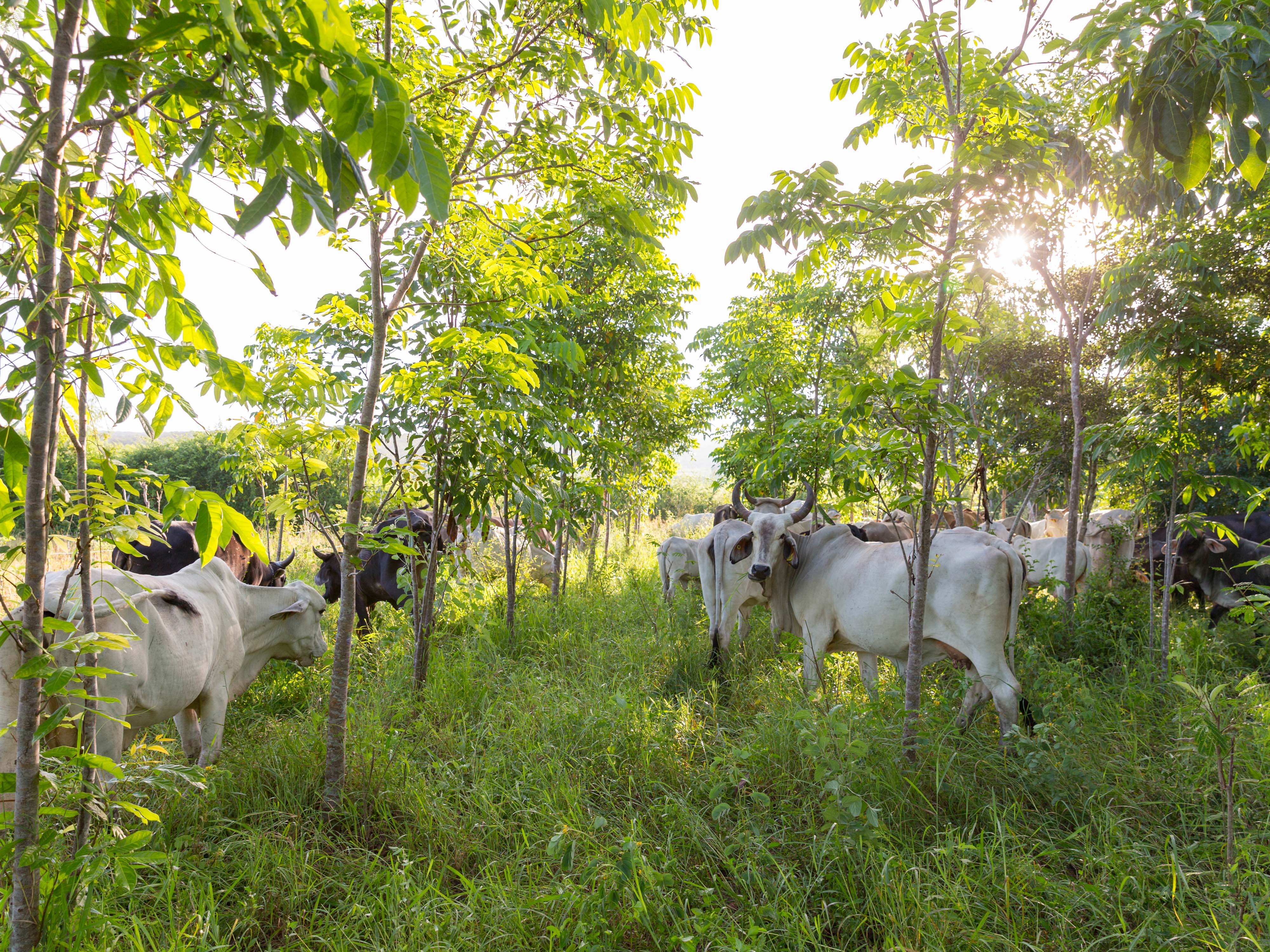 Cattle graze in an area shaded by trees