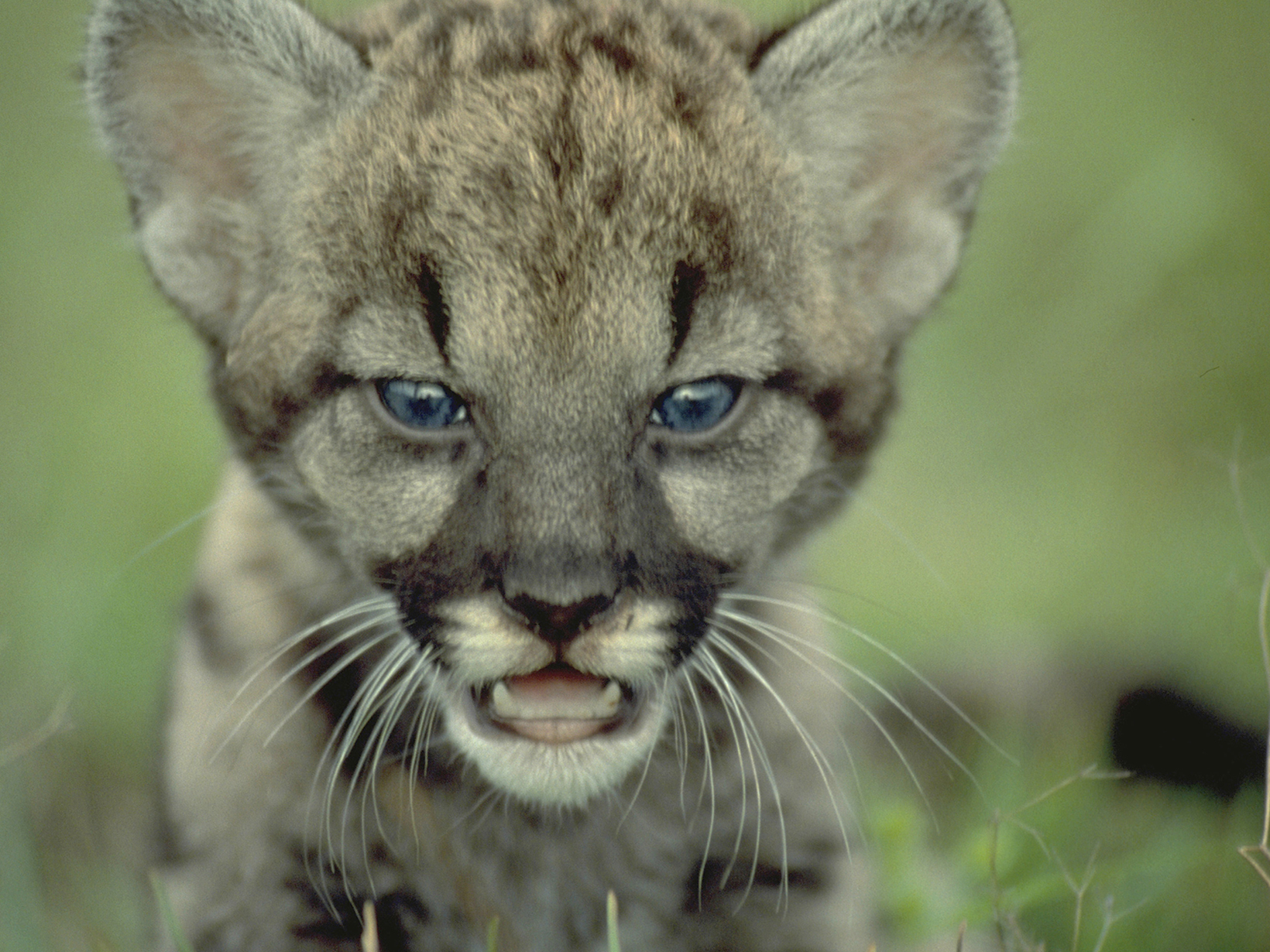 Close up of Florida panther kitten face. 
