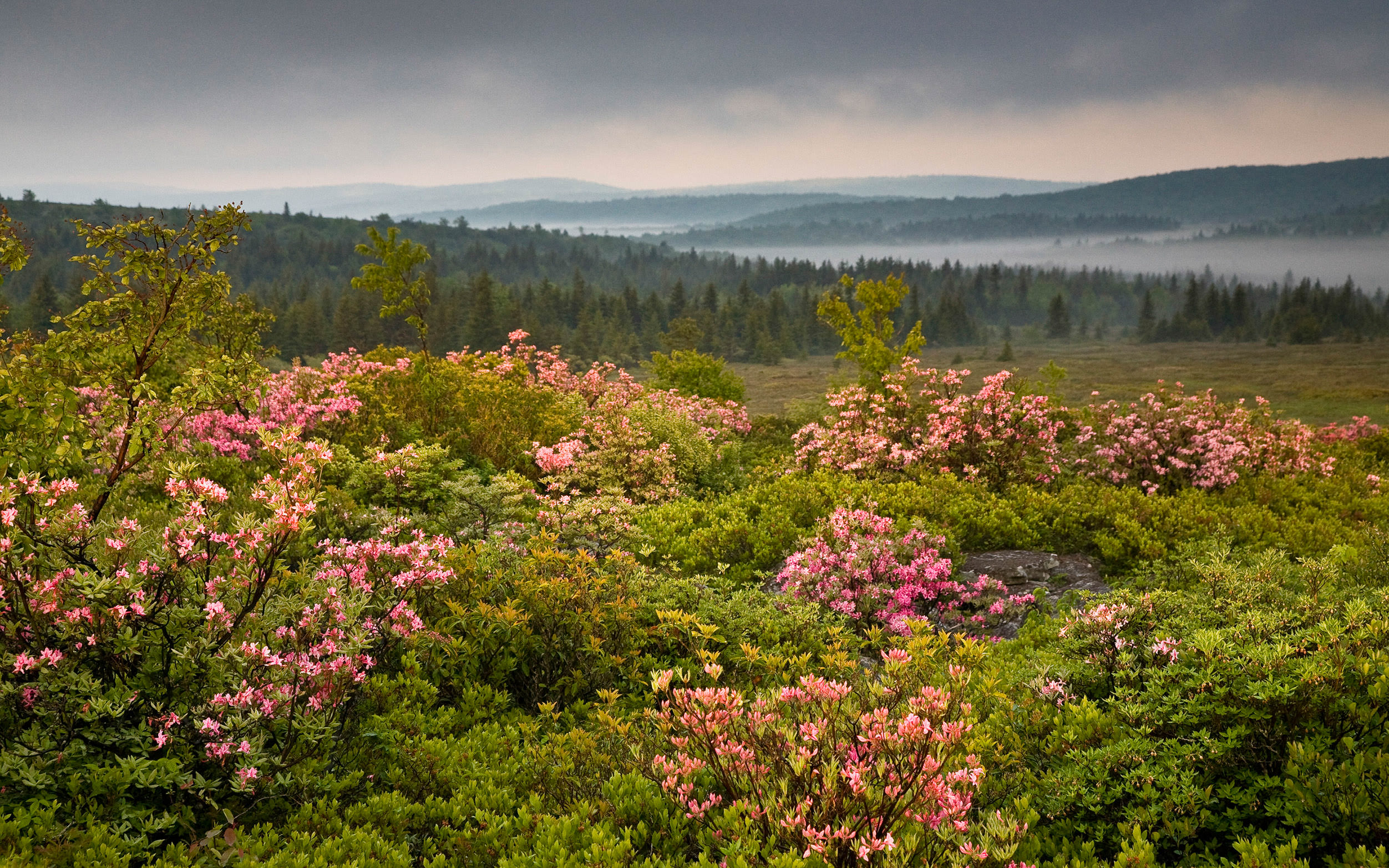 A field of pink mountain laurel in bloom with forest, mountains, and mist in the background.