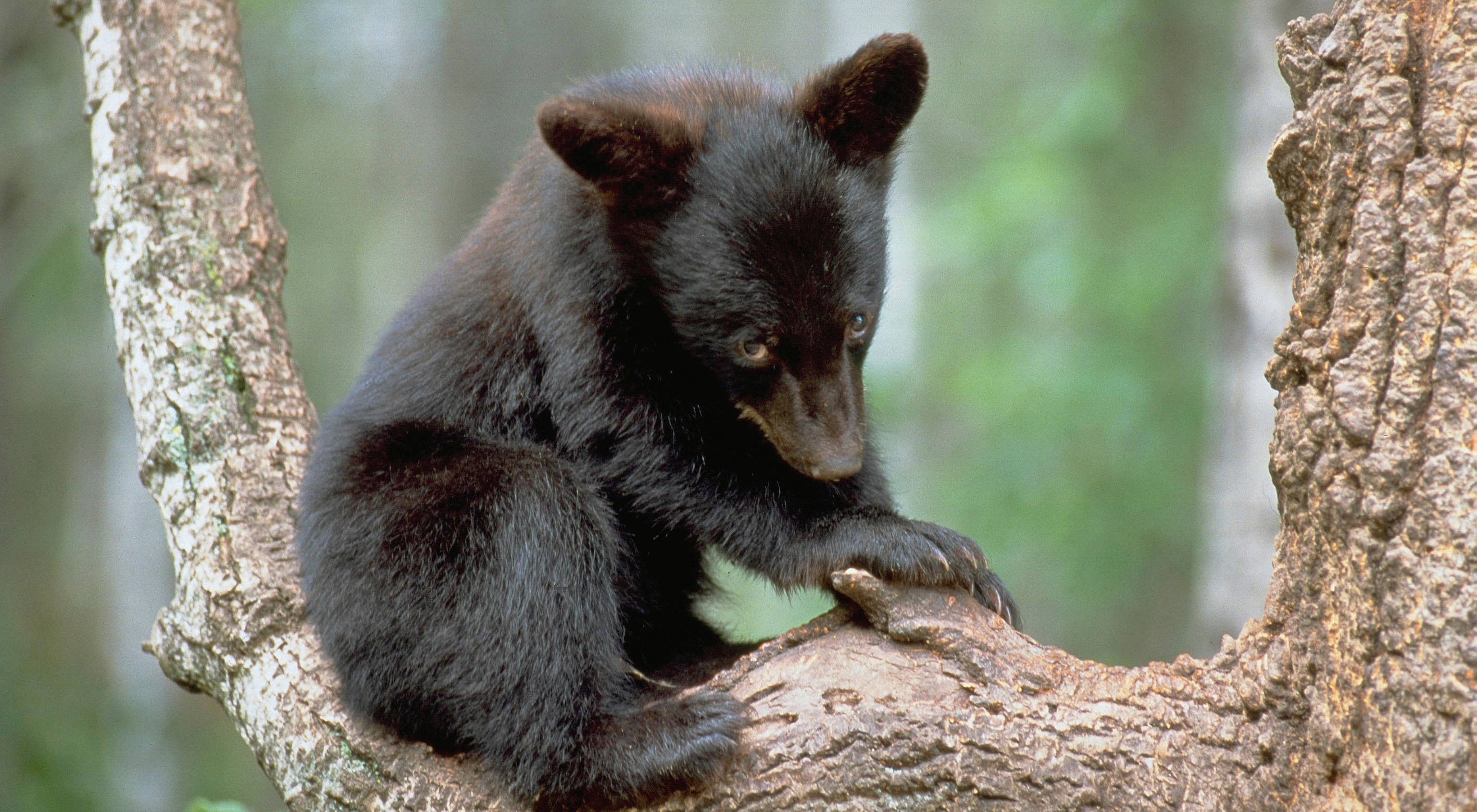 A black bear sits on a branch.