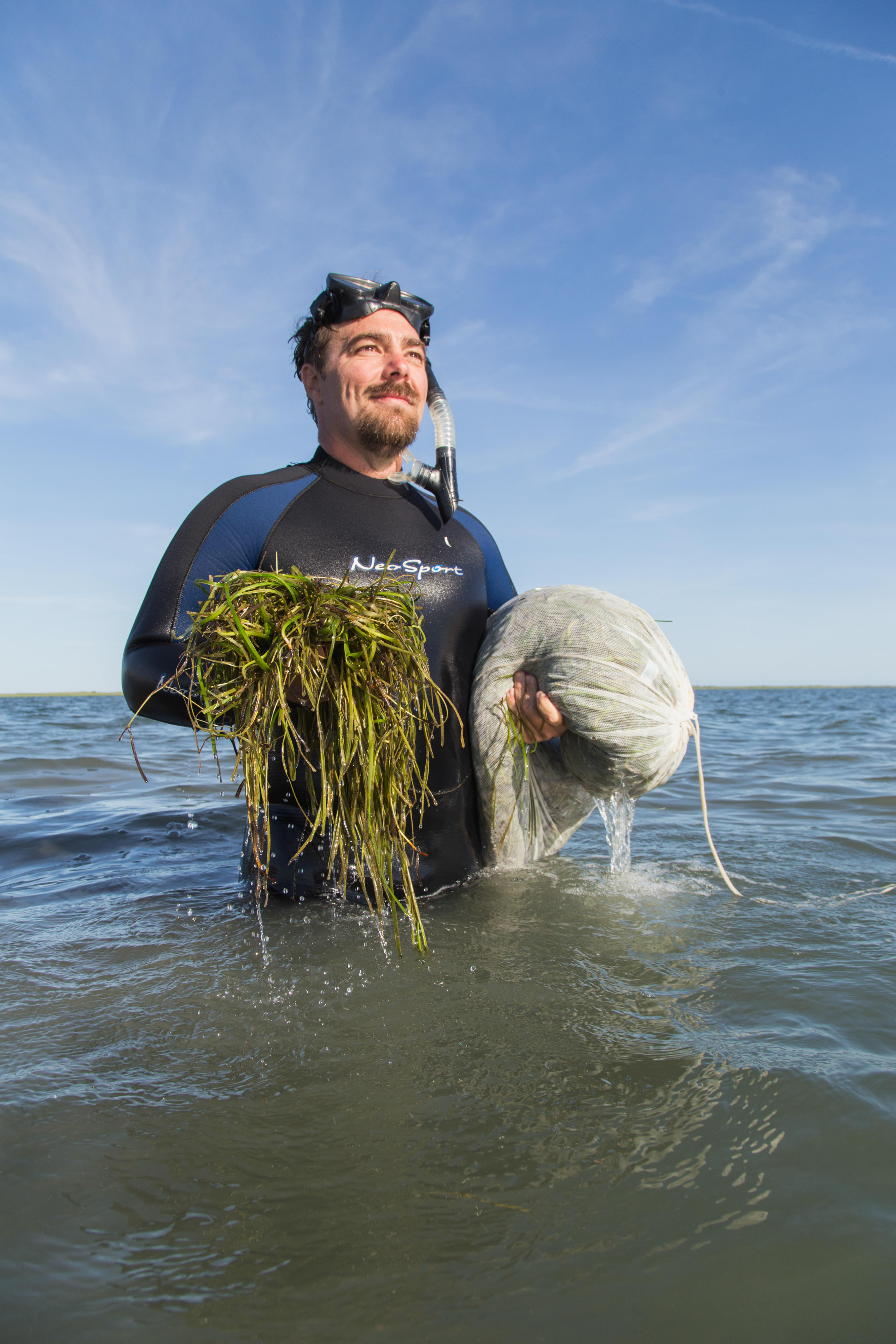 Bo Lusk stands in the water holding eelgrass