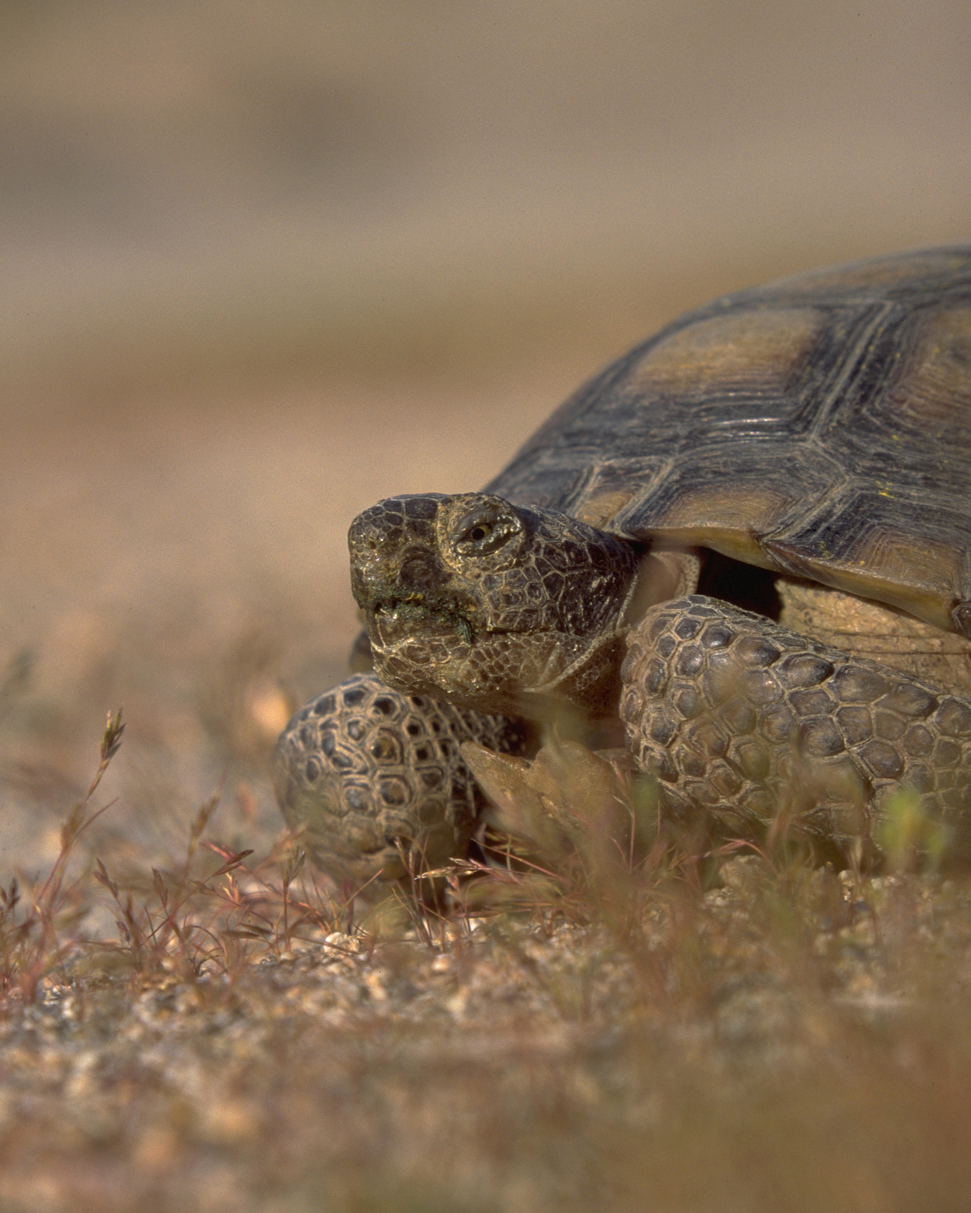 Desert tortoise