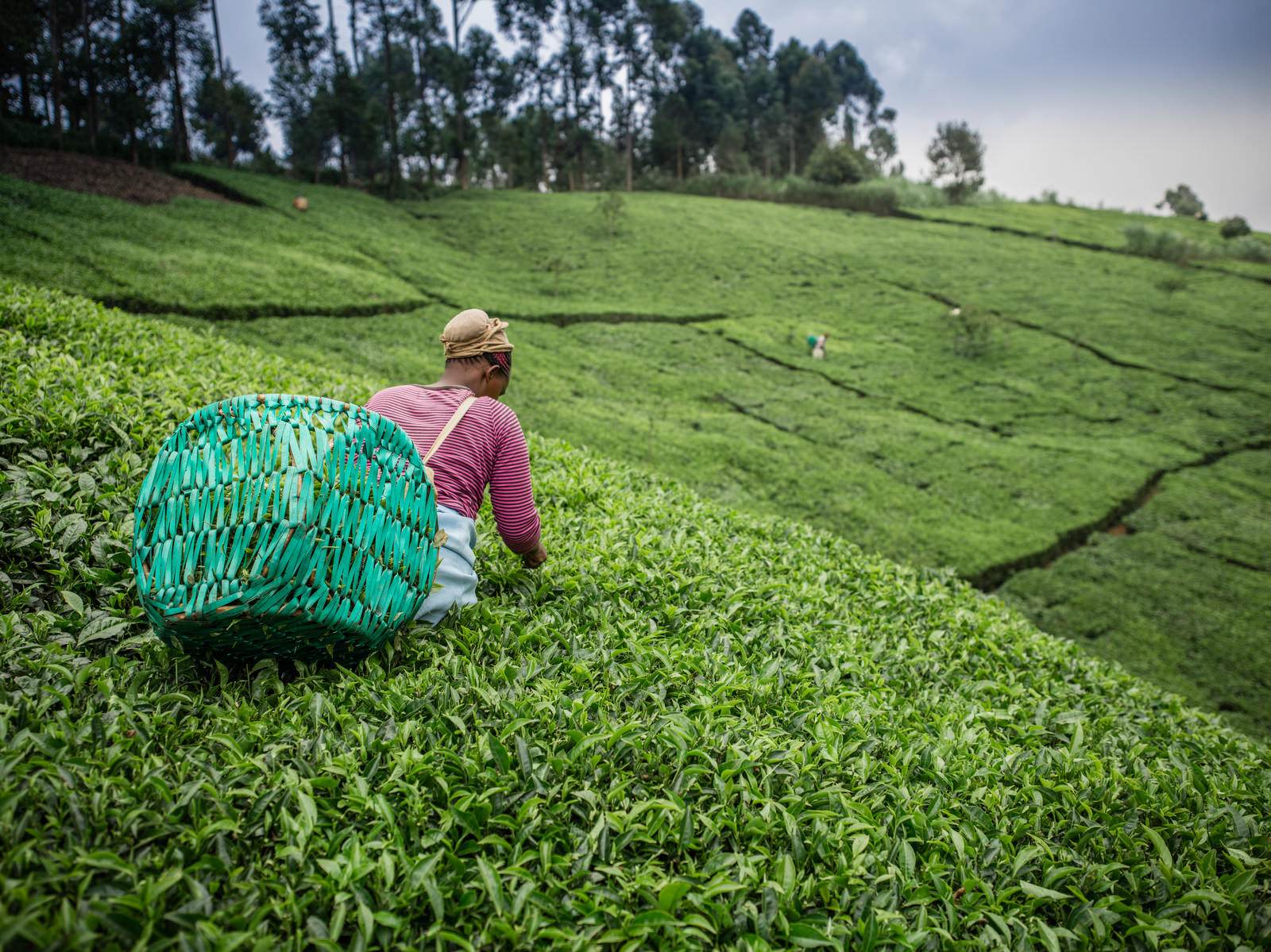 A woman with a basket on her back picks tea leaves in a green tea field.