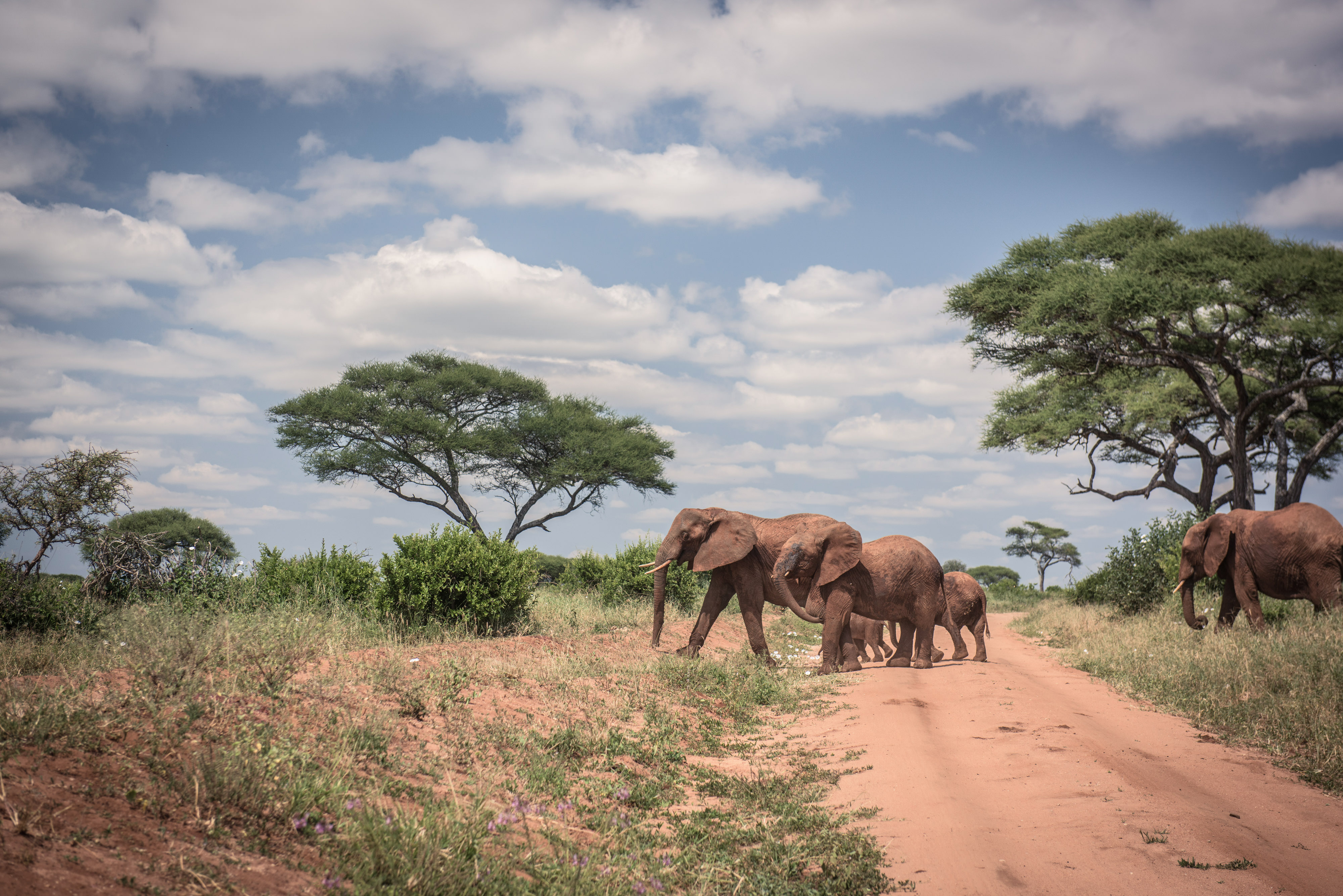 Photo of elephants crossing an African road.