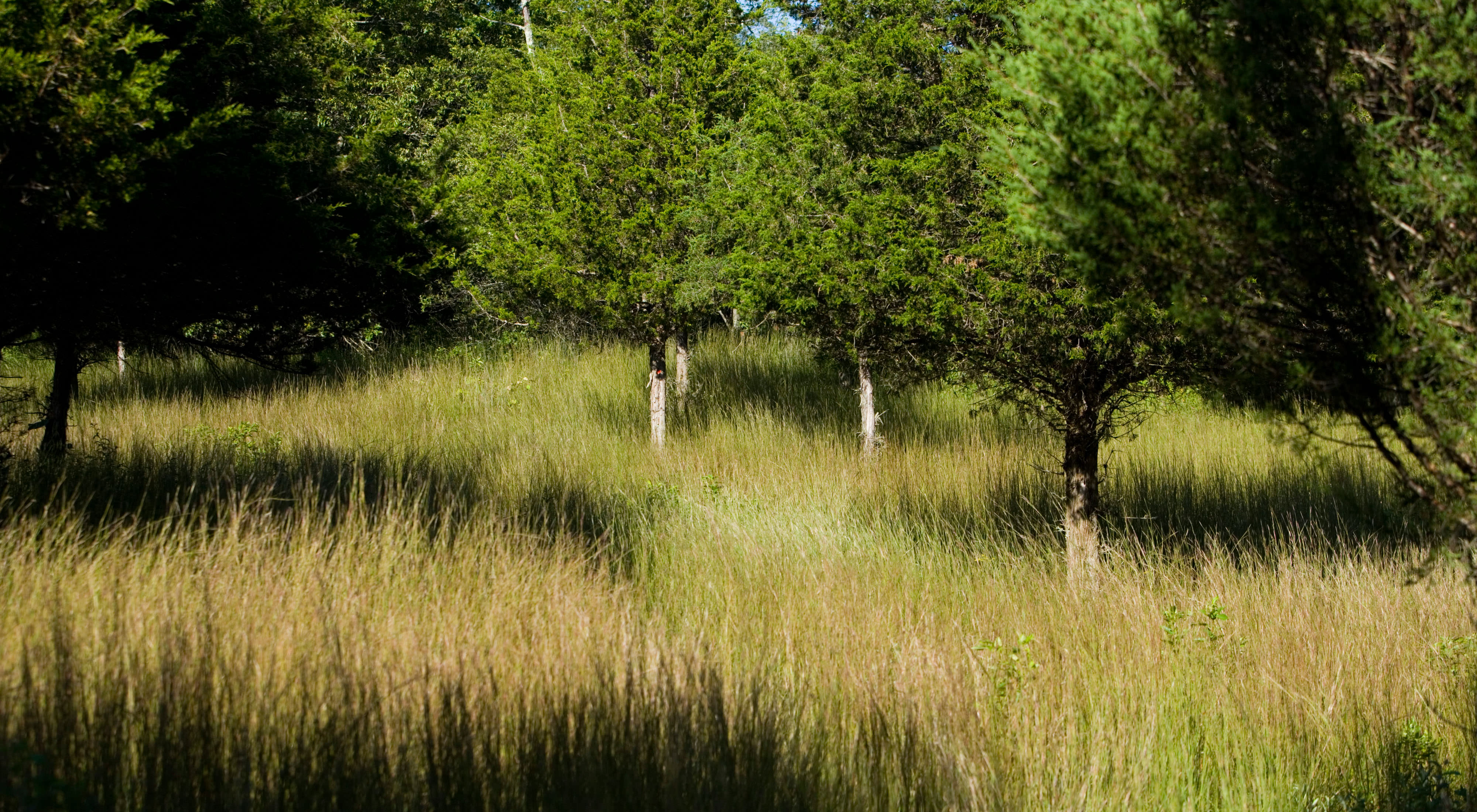 Long grasses surround trees in a forest.