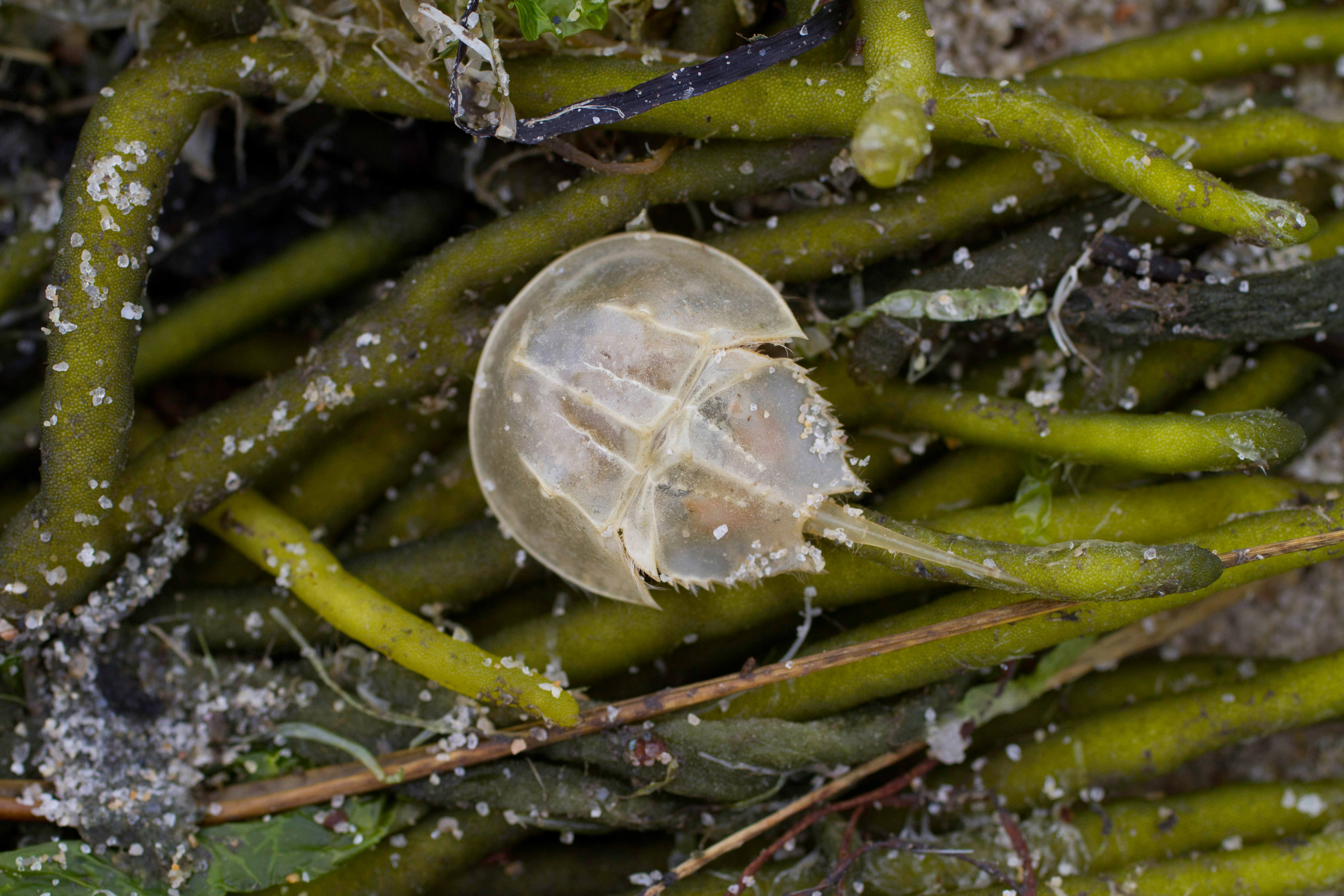 A small pale gray horseshoe crab sits on top of a pile of green seaweed that has washed up onto a sandy Delaware Bay beach.