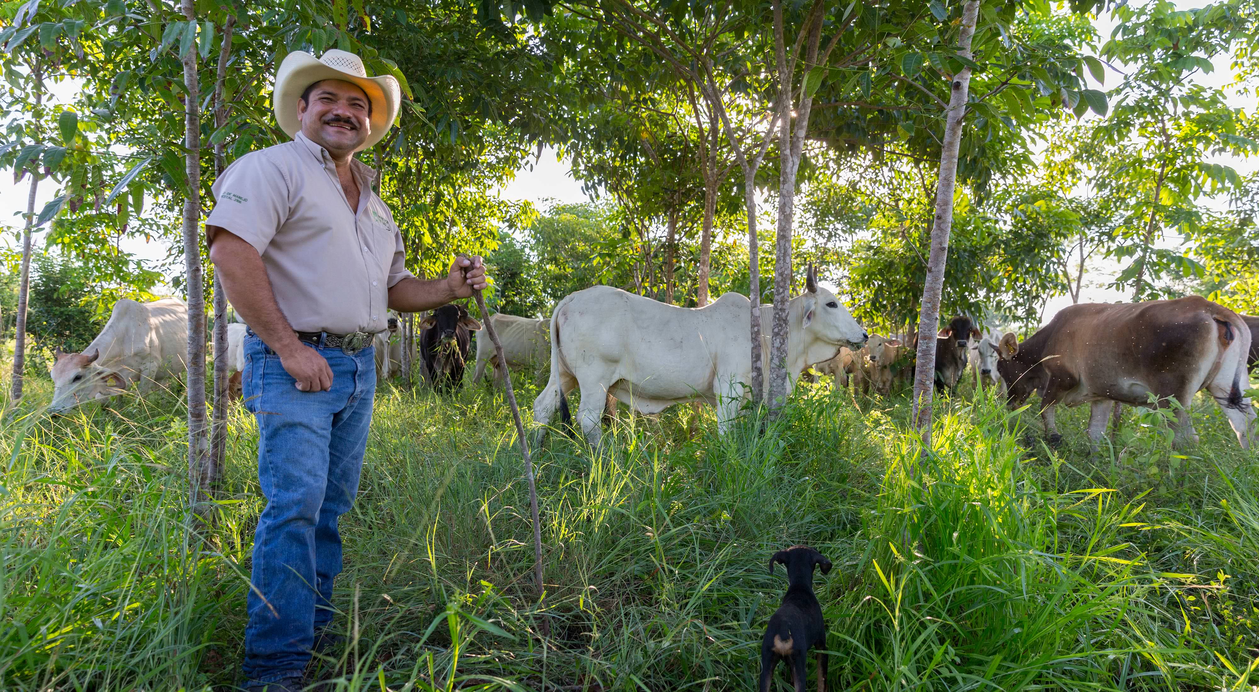 Rancher Jose Palomo stands in his 'silvopastoral' pasture in Yucatán, Mexico.