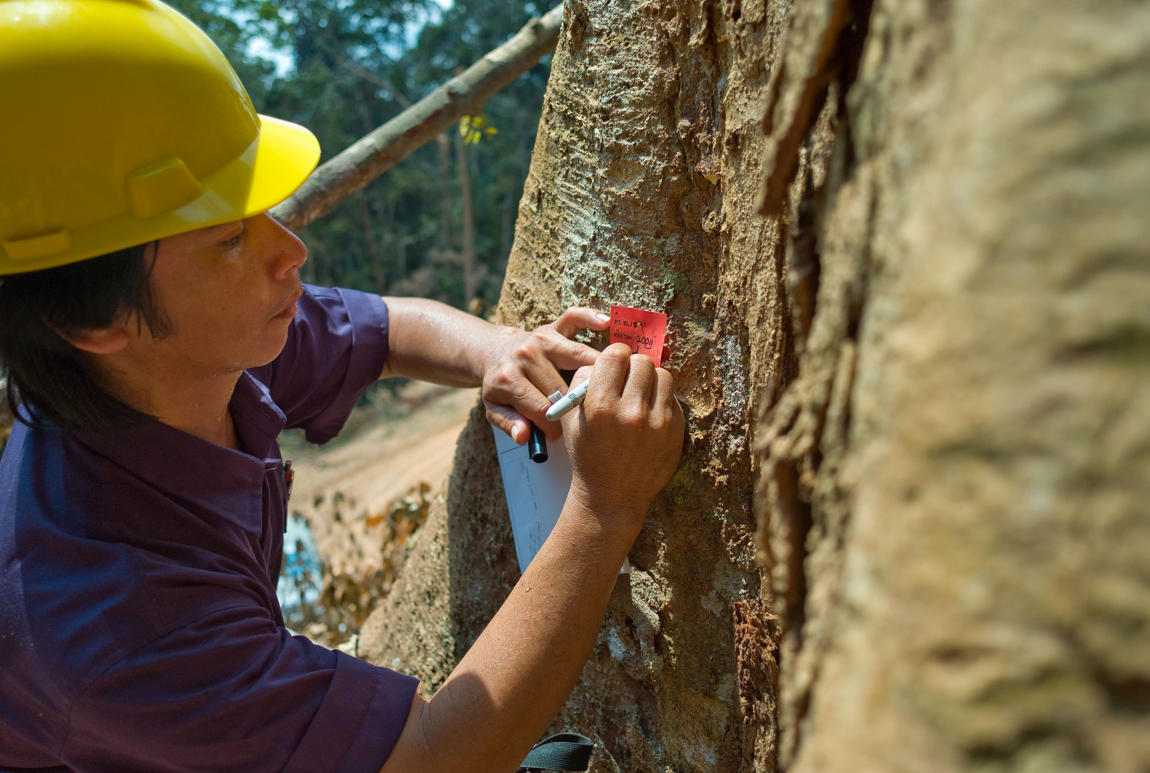 Forest planner, Suryadi Mentemas tags trees at the number four concession logging area, Indonesia.