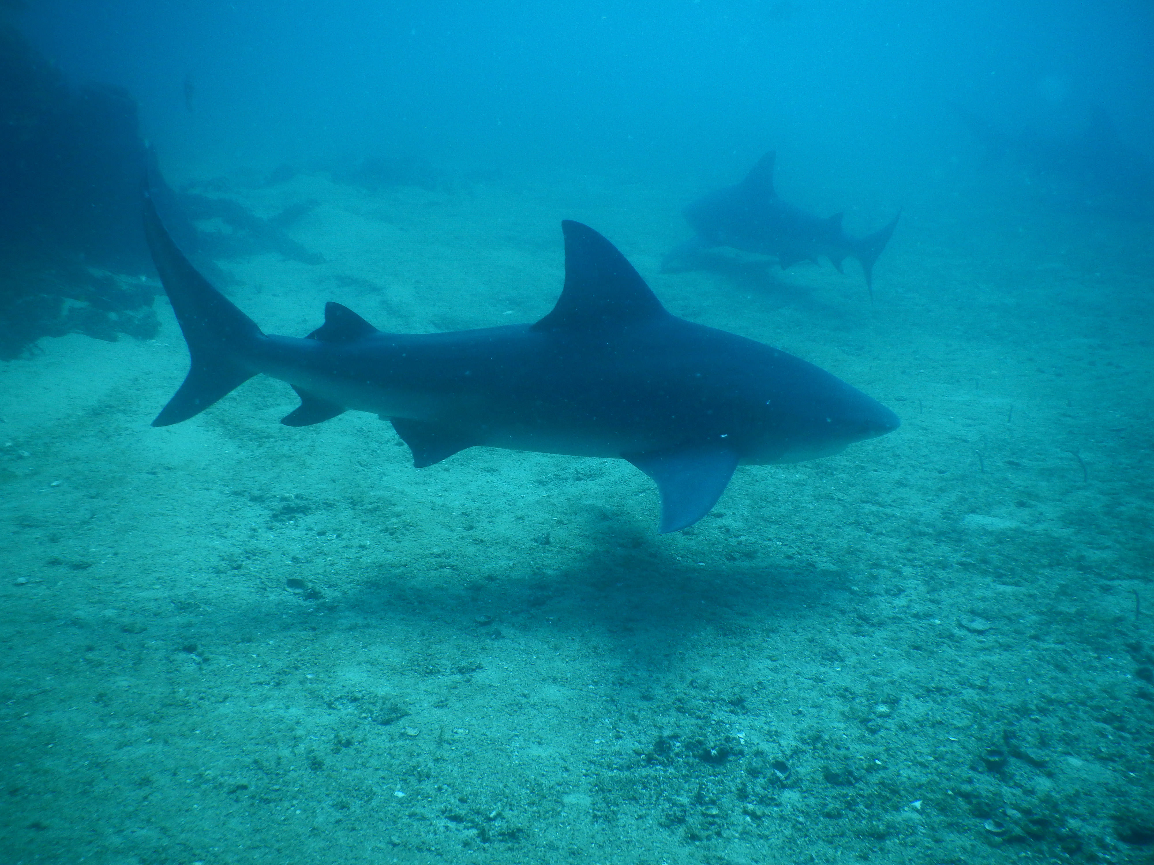 profile view of a shark in foggy blue waters