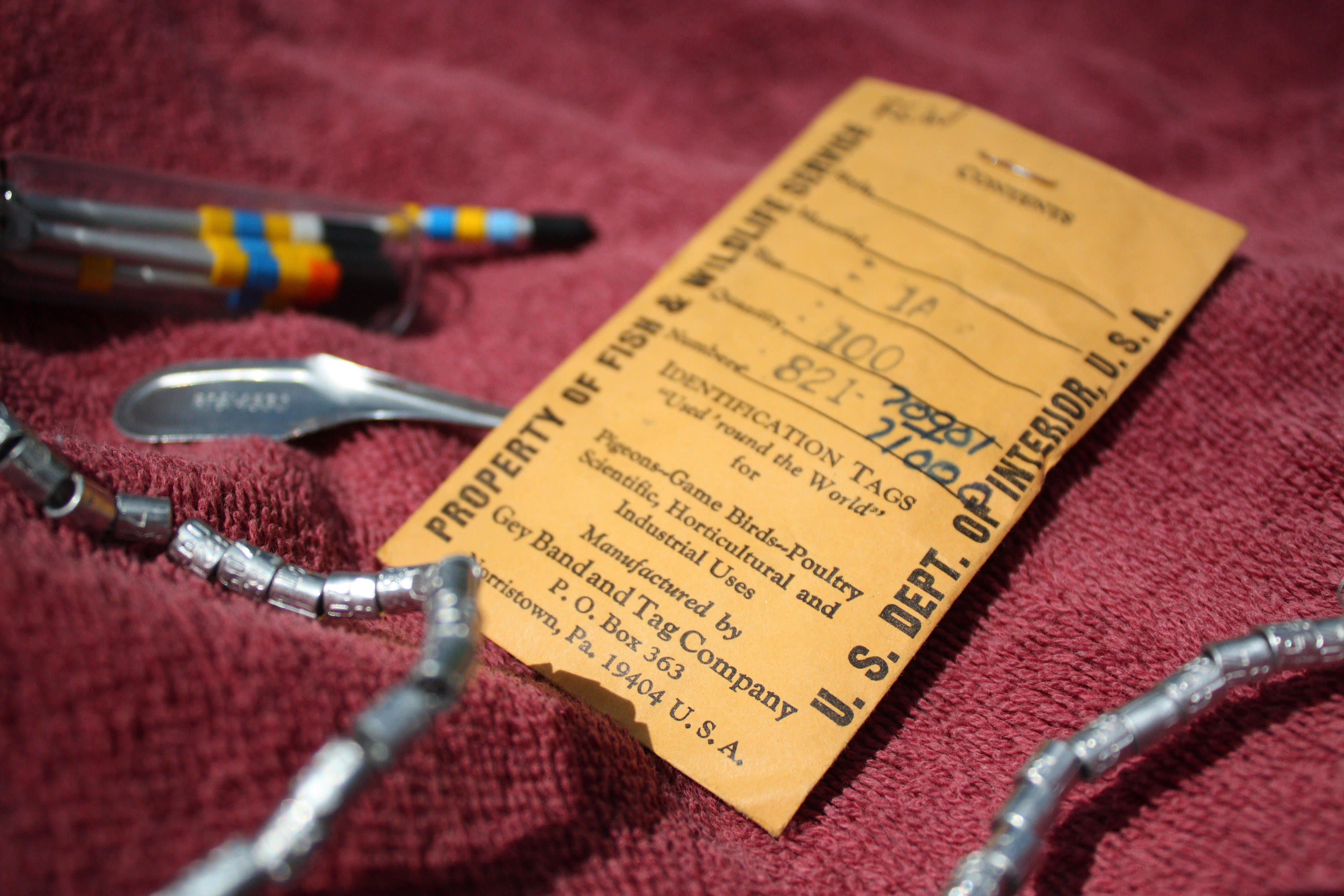 A small yellow envelope lays on a purple bath towel. It is surrounded by its contents, small silver bands used for identifying birds.