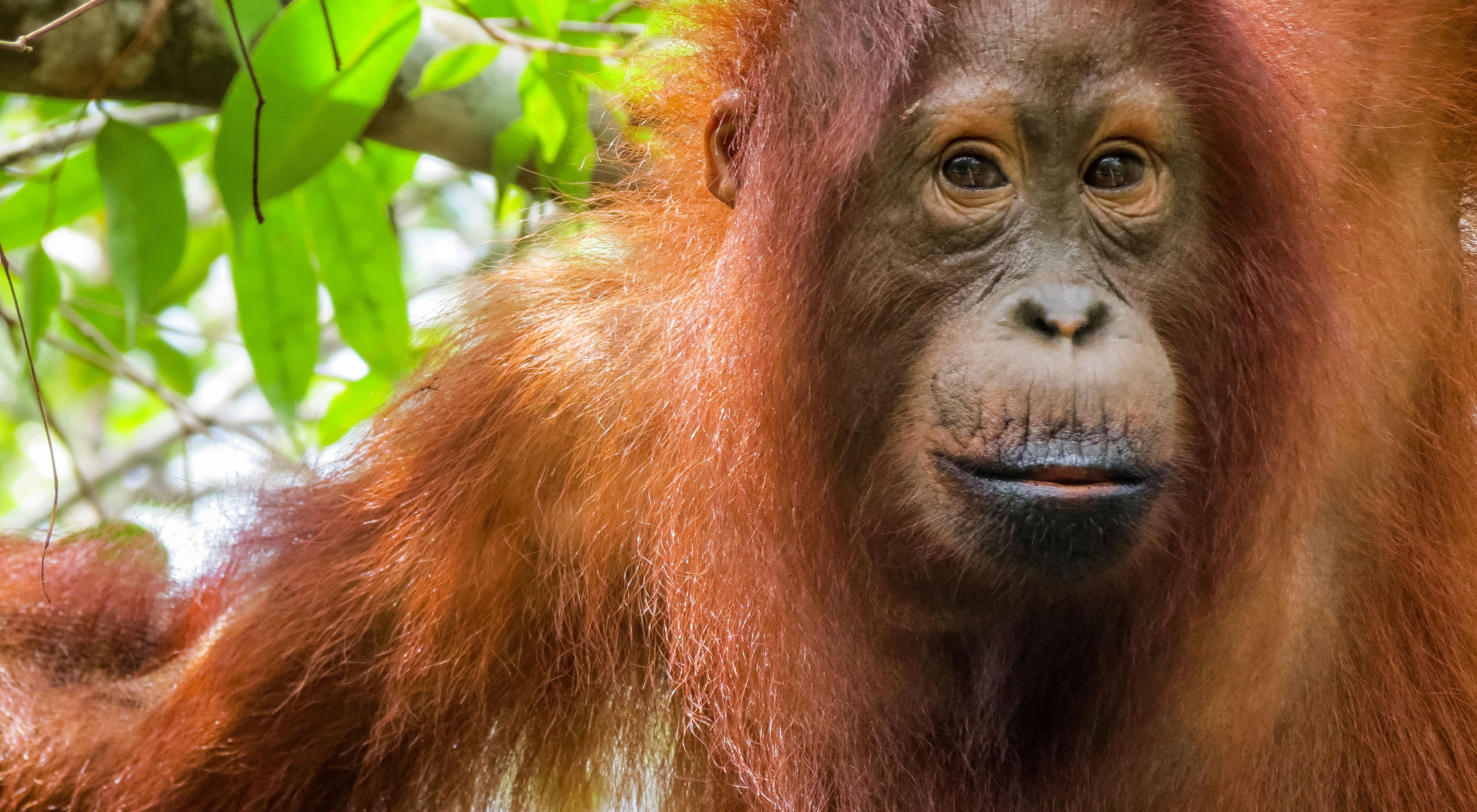 Closeup of an orangutan looking at the camera.