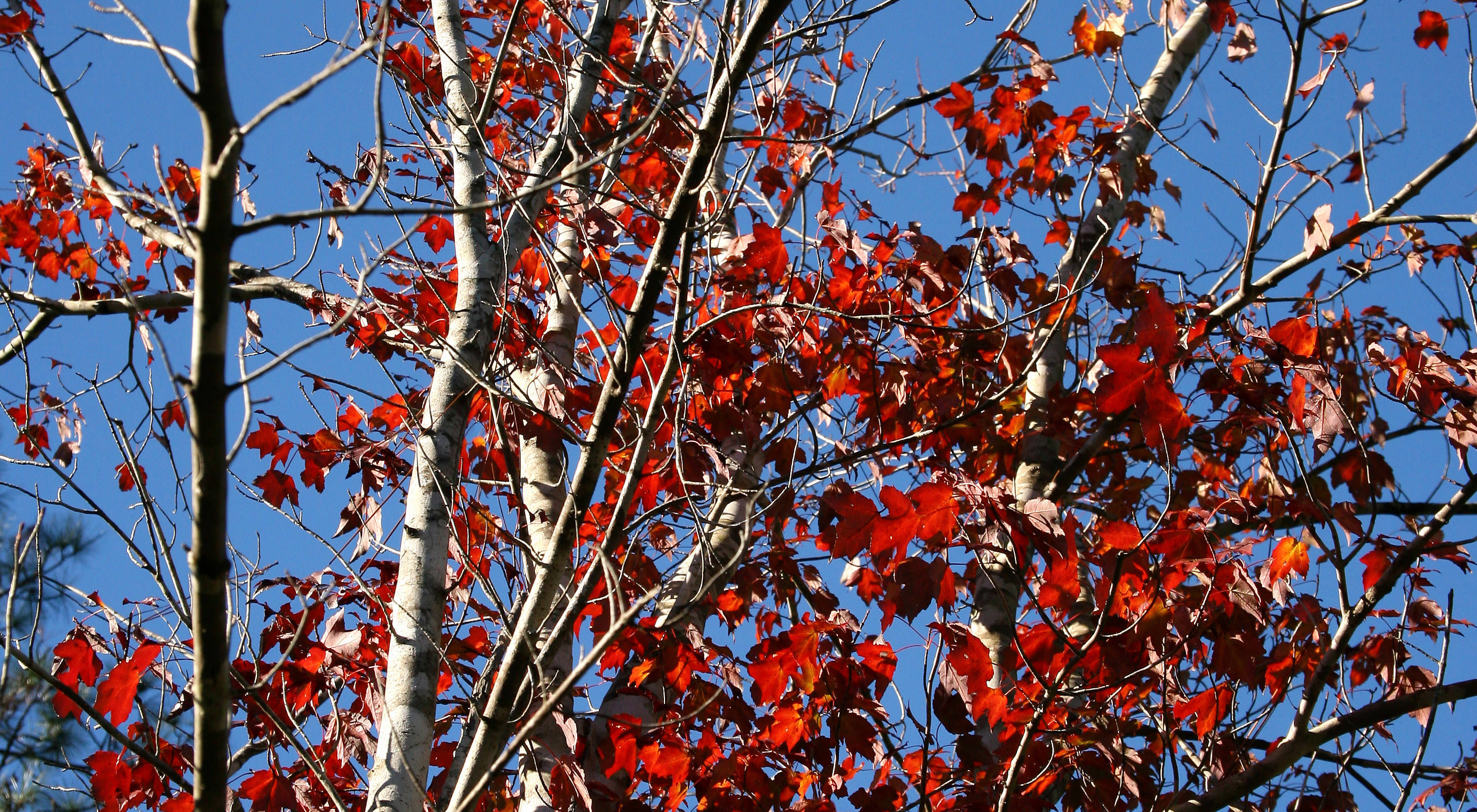 Red maple tree.