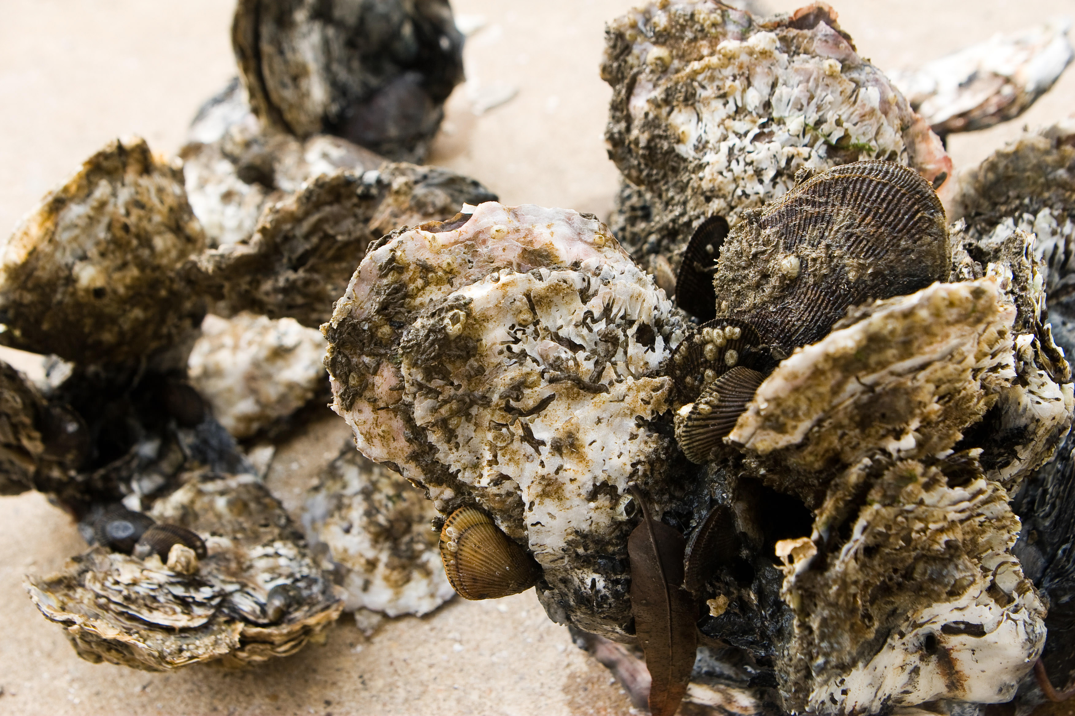 A close-up photo of a cluster of oysters.