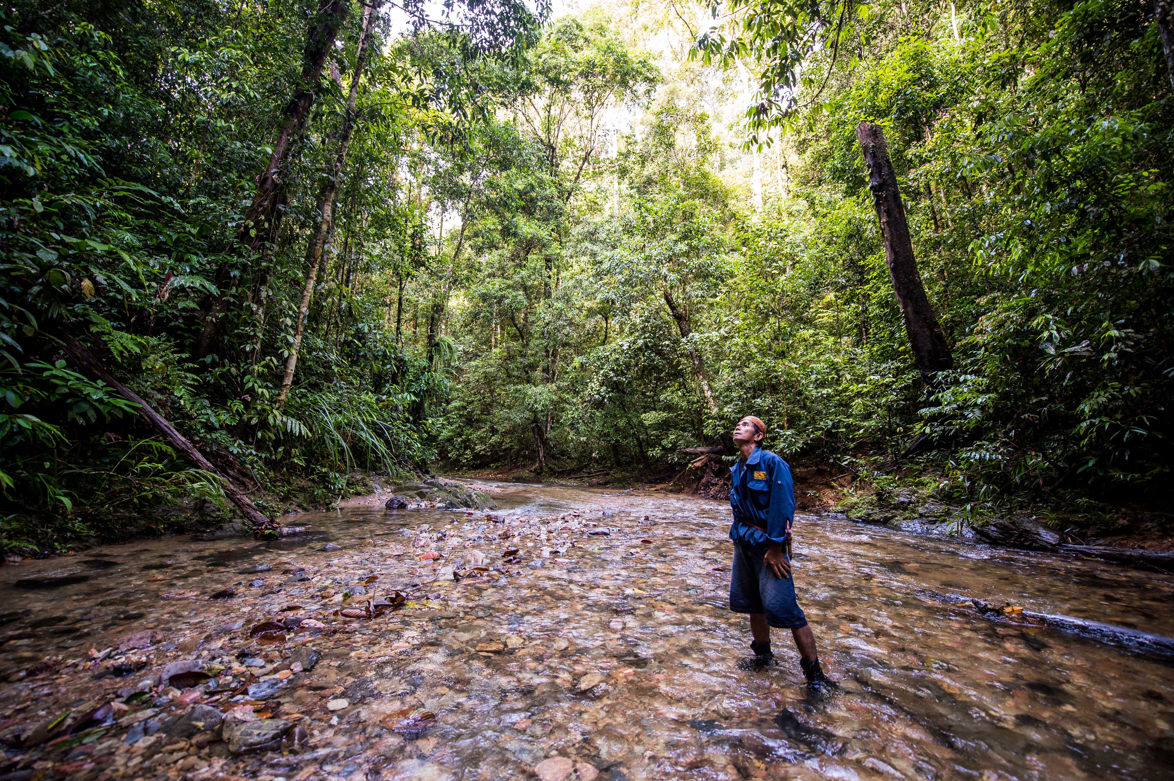 A forest patrol member looks up at the canopy in East Kalimantan, Indonesia.