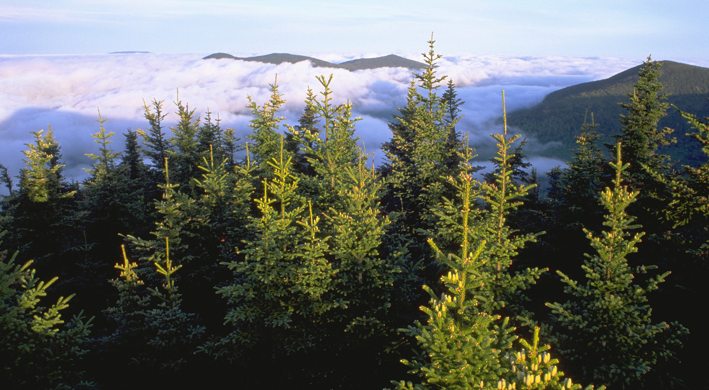 Elevated view of evergreen forest in mountain setting with cloudy sky in background.