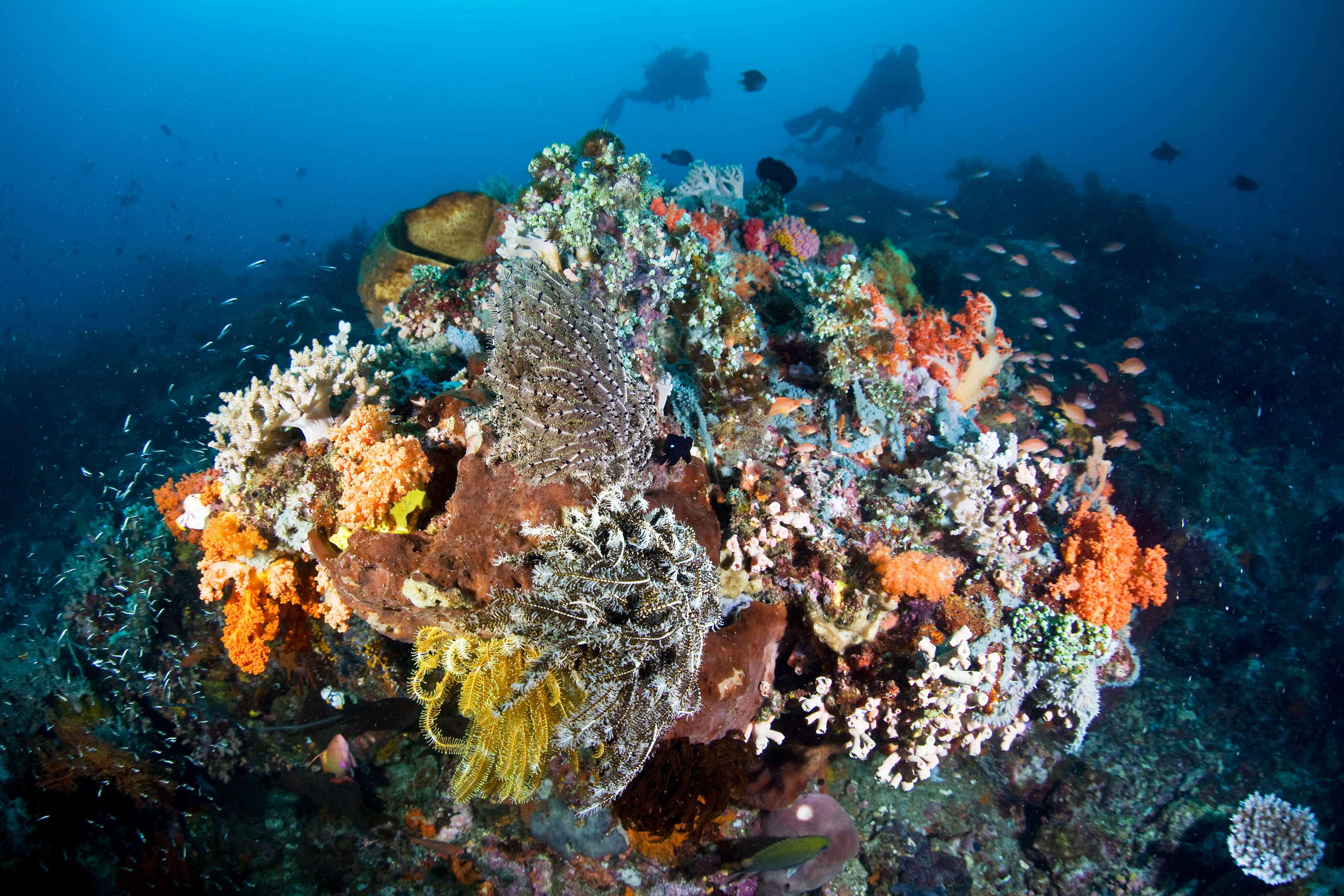 Coral Reef in Indonesia