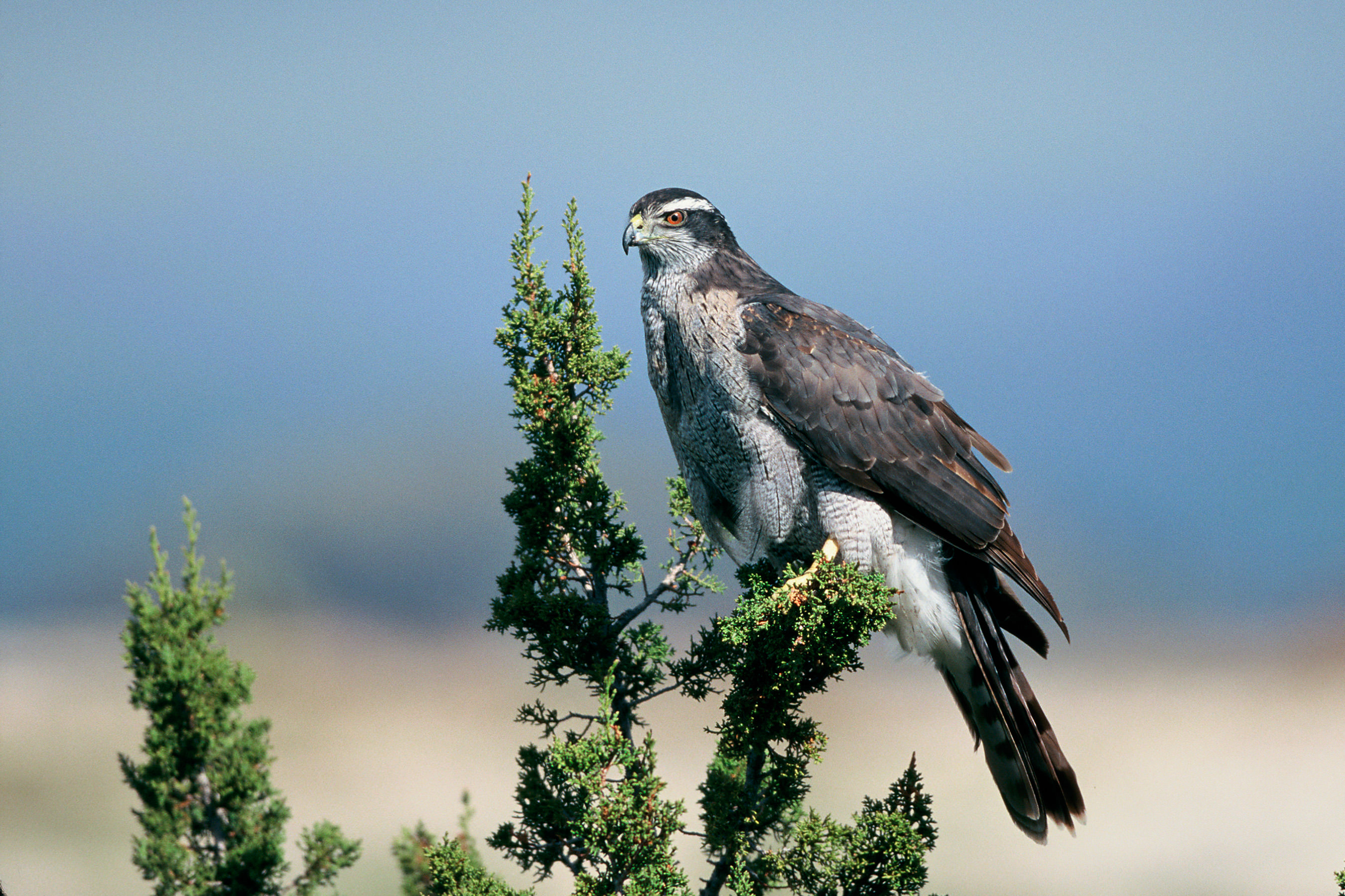 A medium sized raptor perches on the thin branch of an evergreen tree.