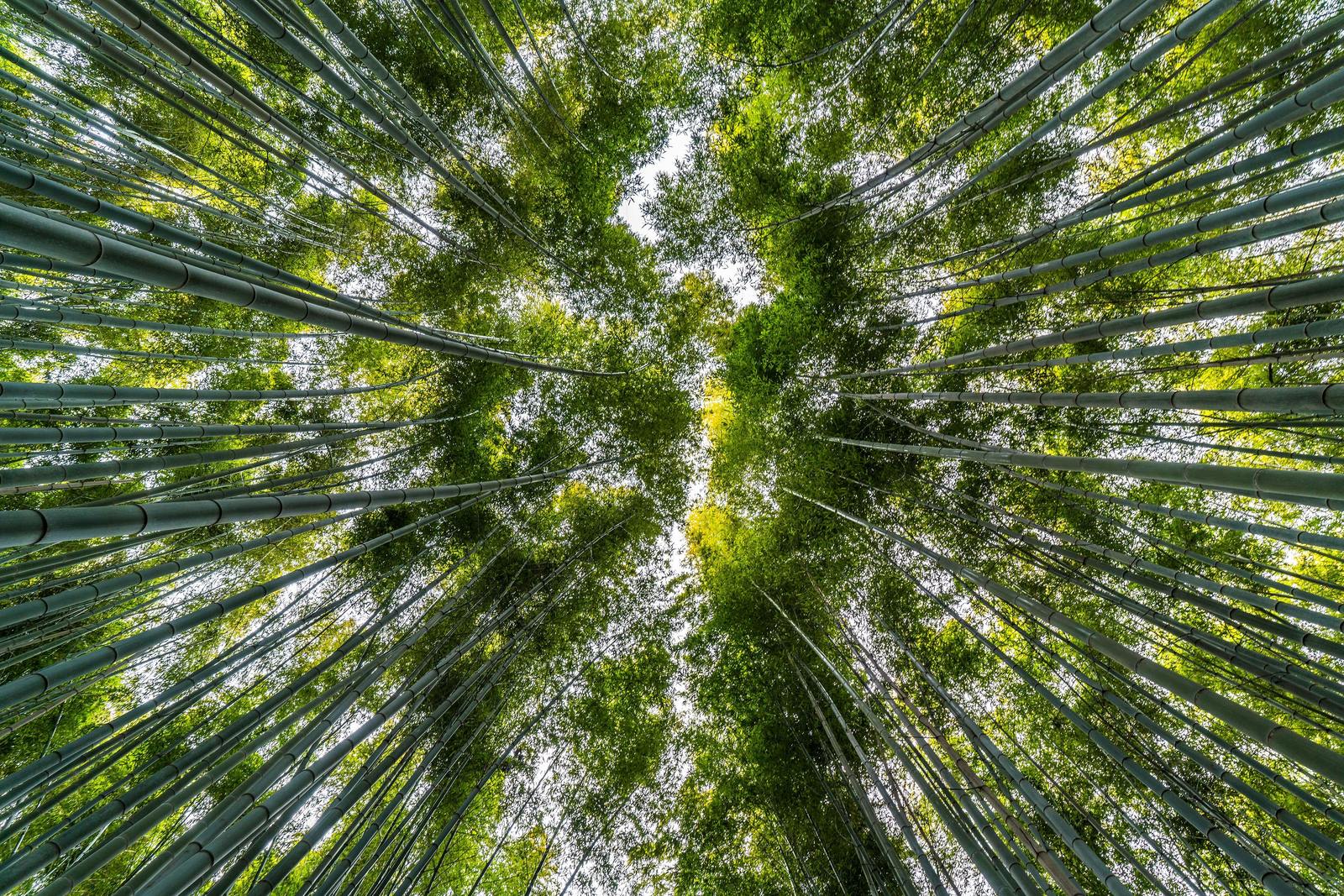 Upward view of a forest of trees against a clear sky.