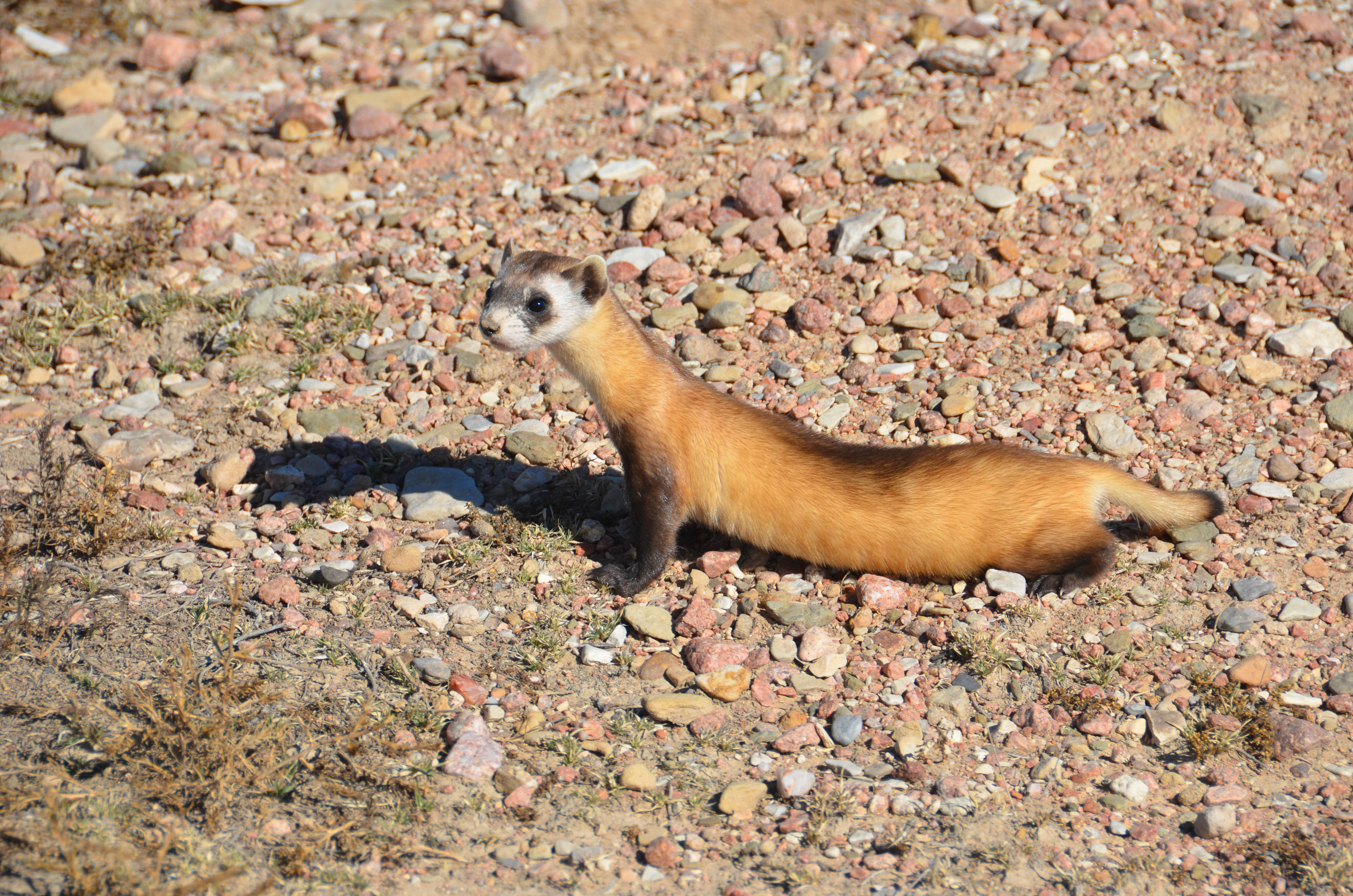 A black-footed ferret standing on pebbles stretches its neck up and out looking at something off to the side.