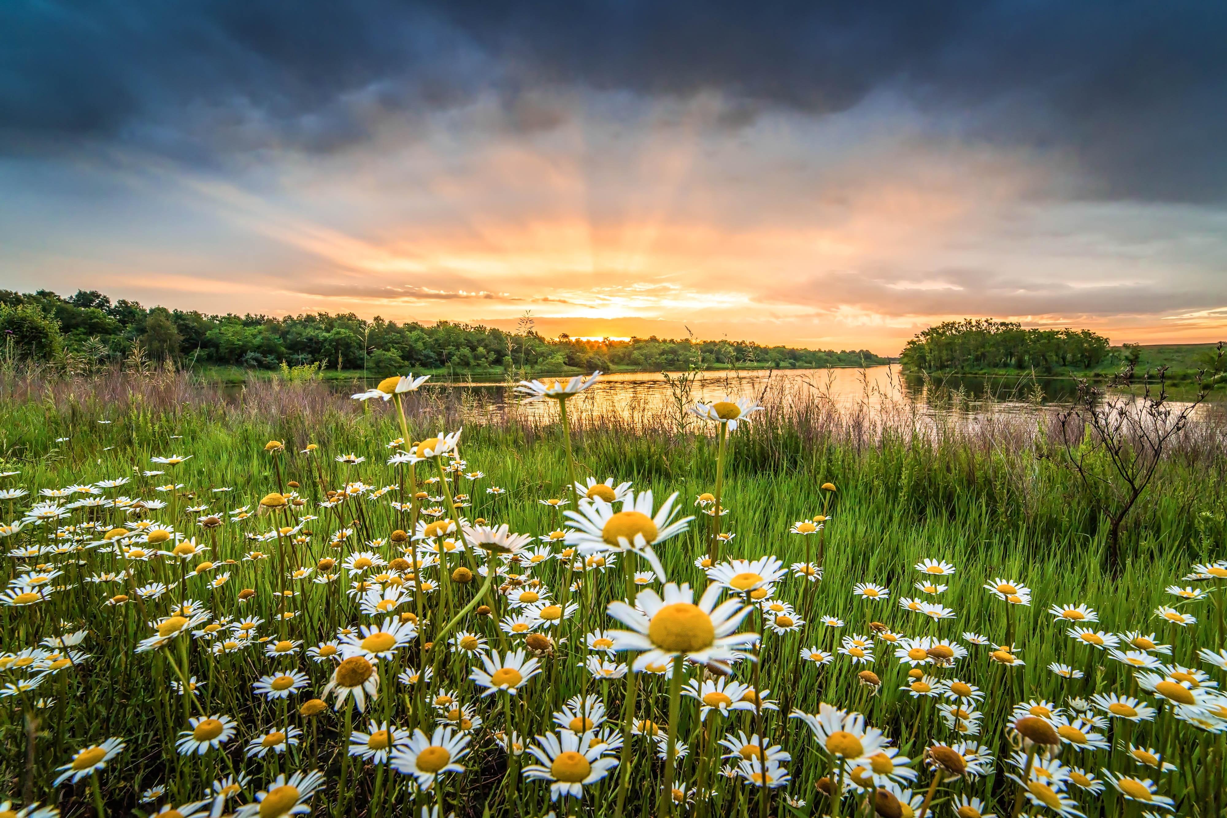 Field of green populated with daisies next to a wetland at sunrise.