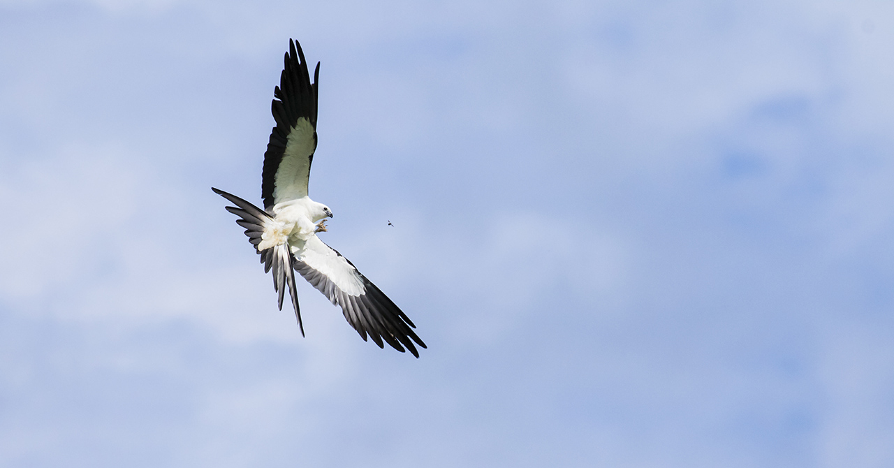 A swallow-tailed kite flies against a blue sky