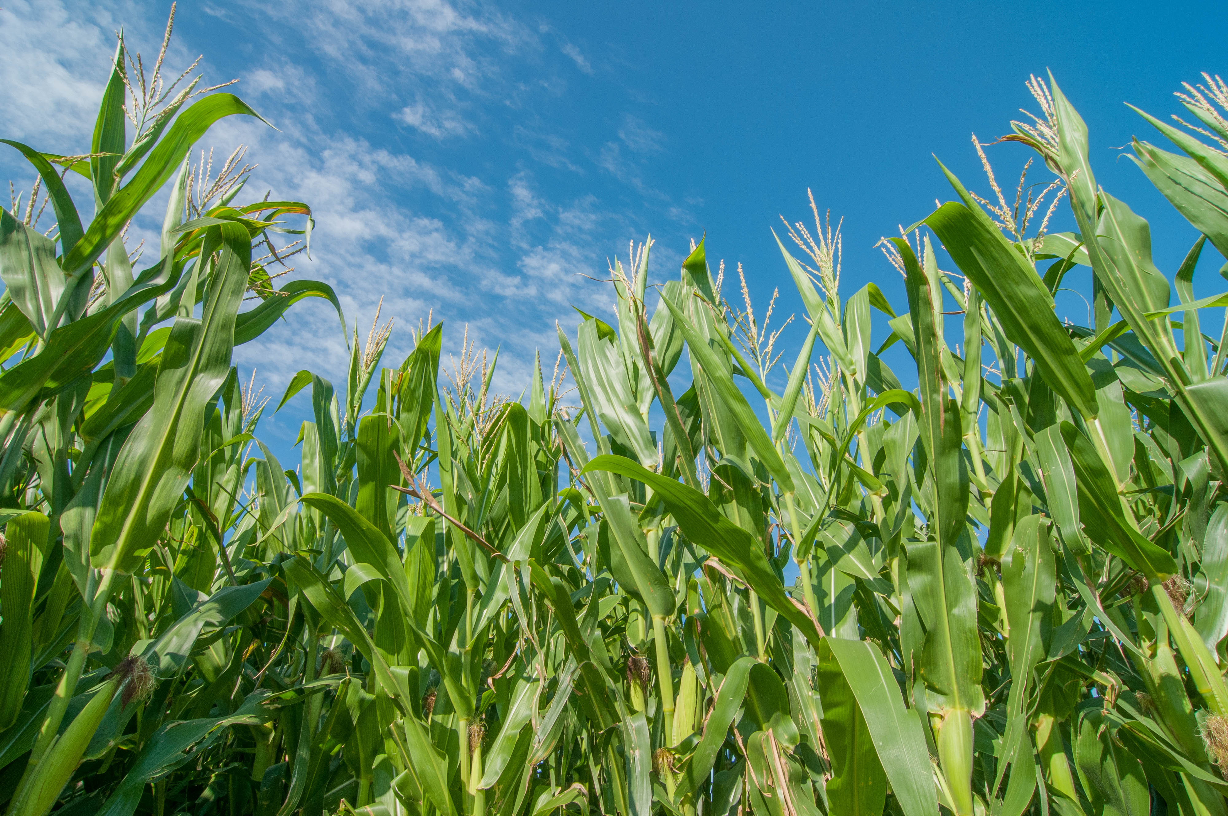 corn plants