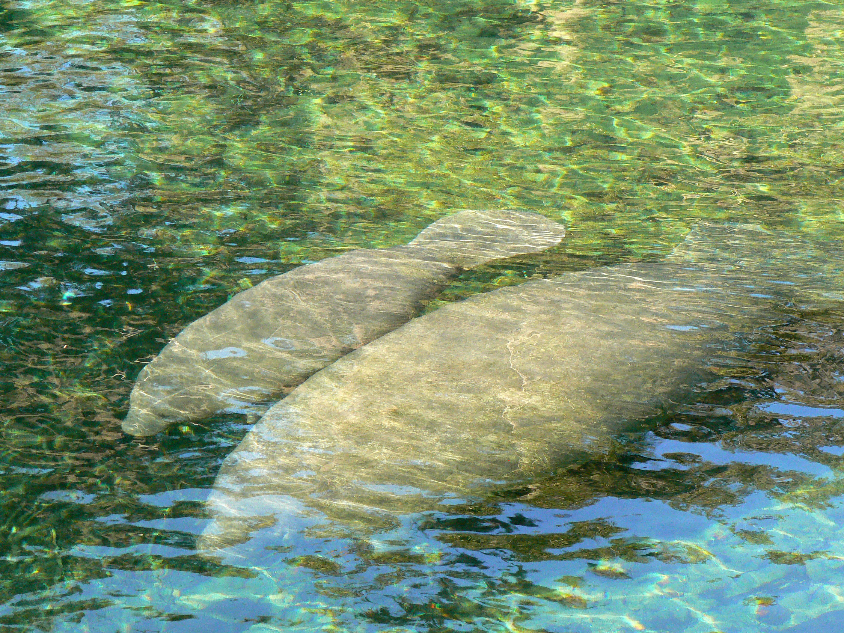 Photo of two Florida manatees in a spring.