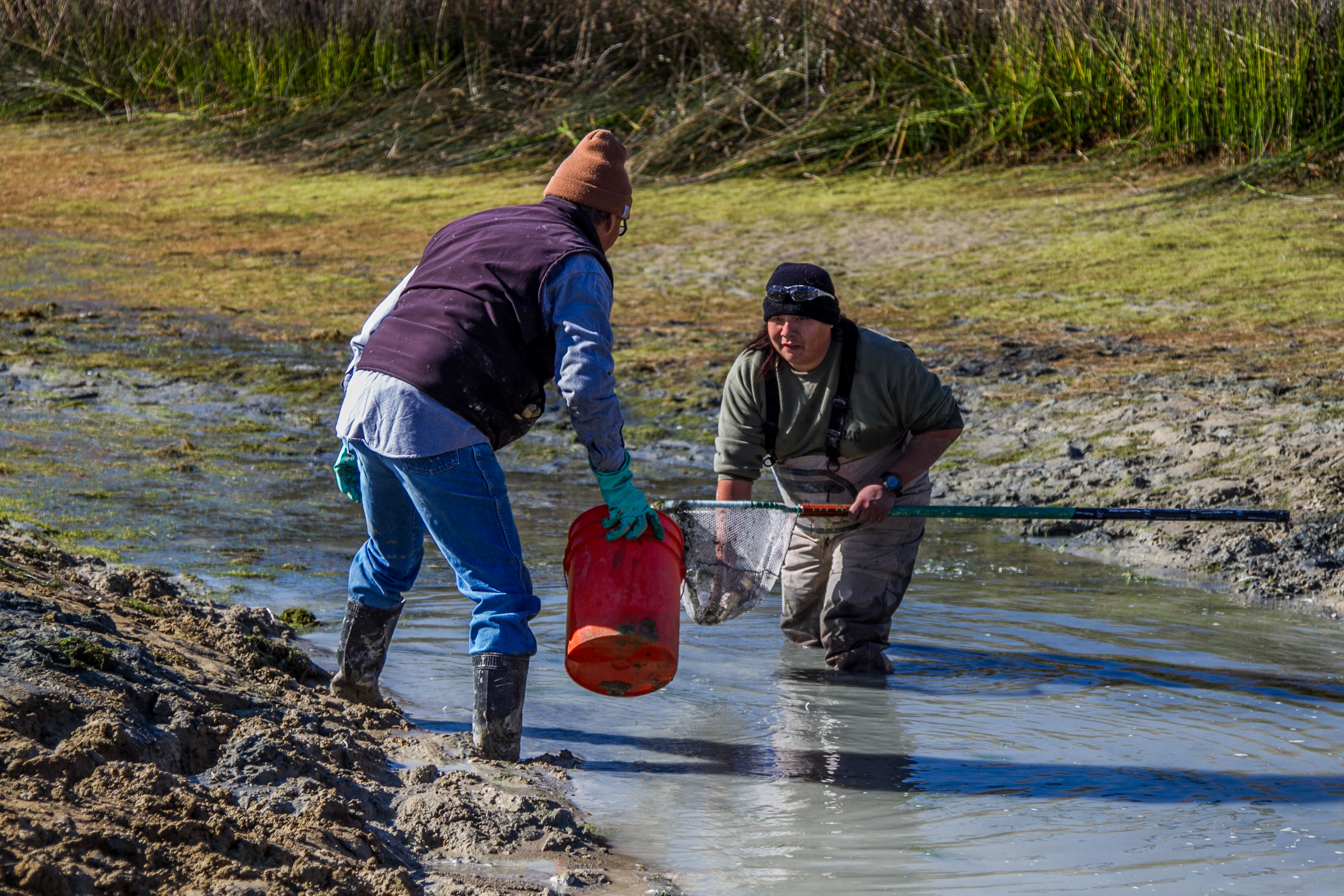 Collecting fish from a drained pond to be released in tributaries of the Colorado River