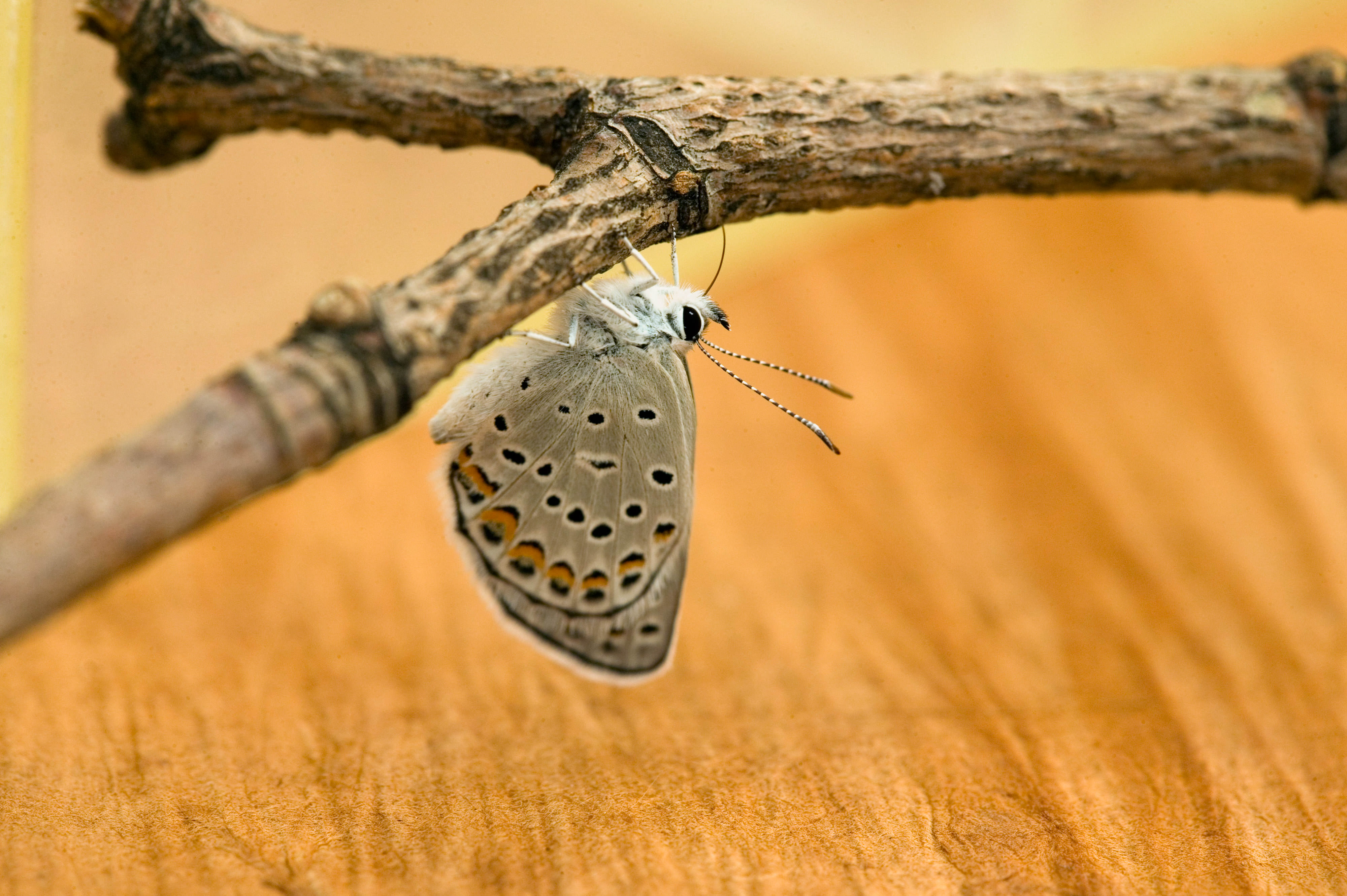 A karner blue butterfly upside down on a branch.