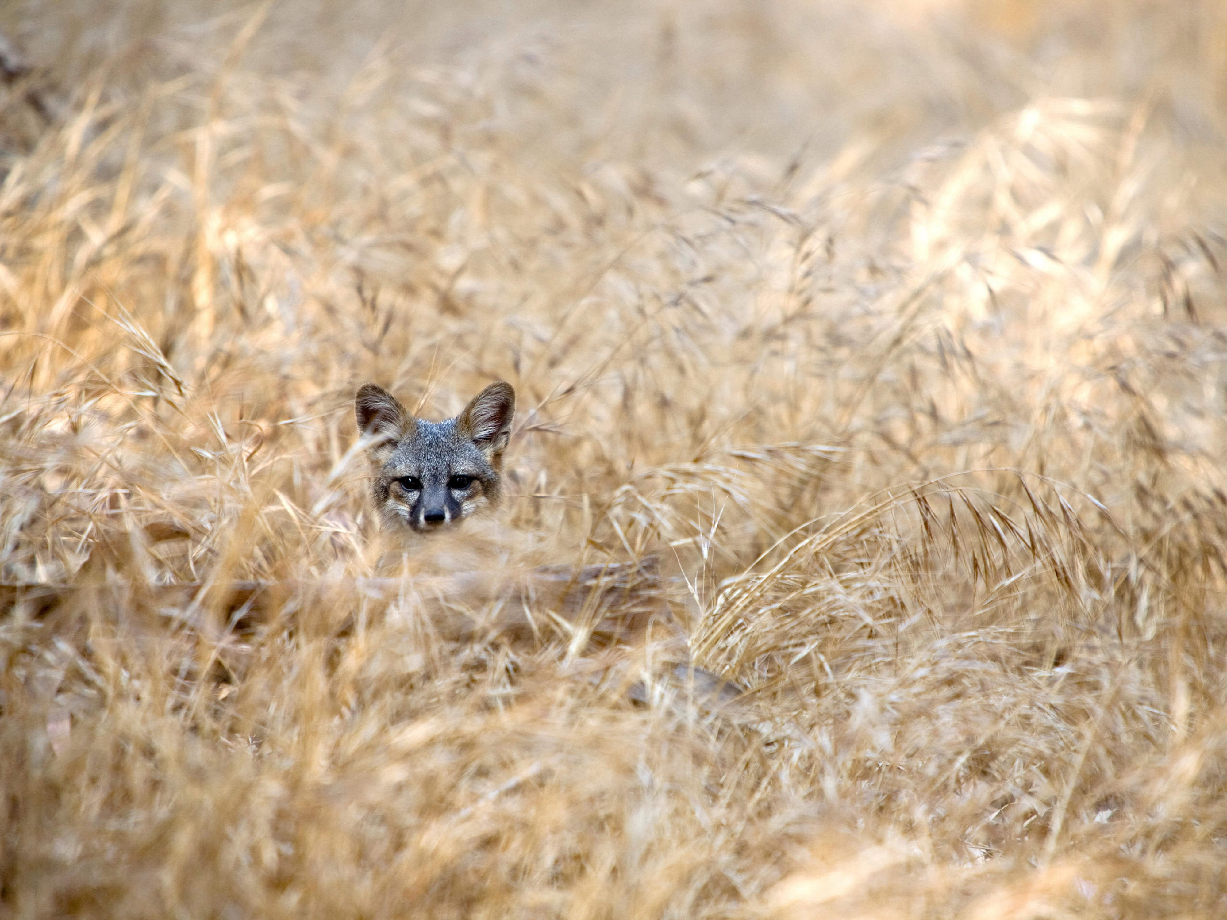 A Santa Cruz Island fox hides in tall grasses.