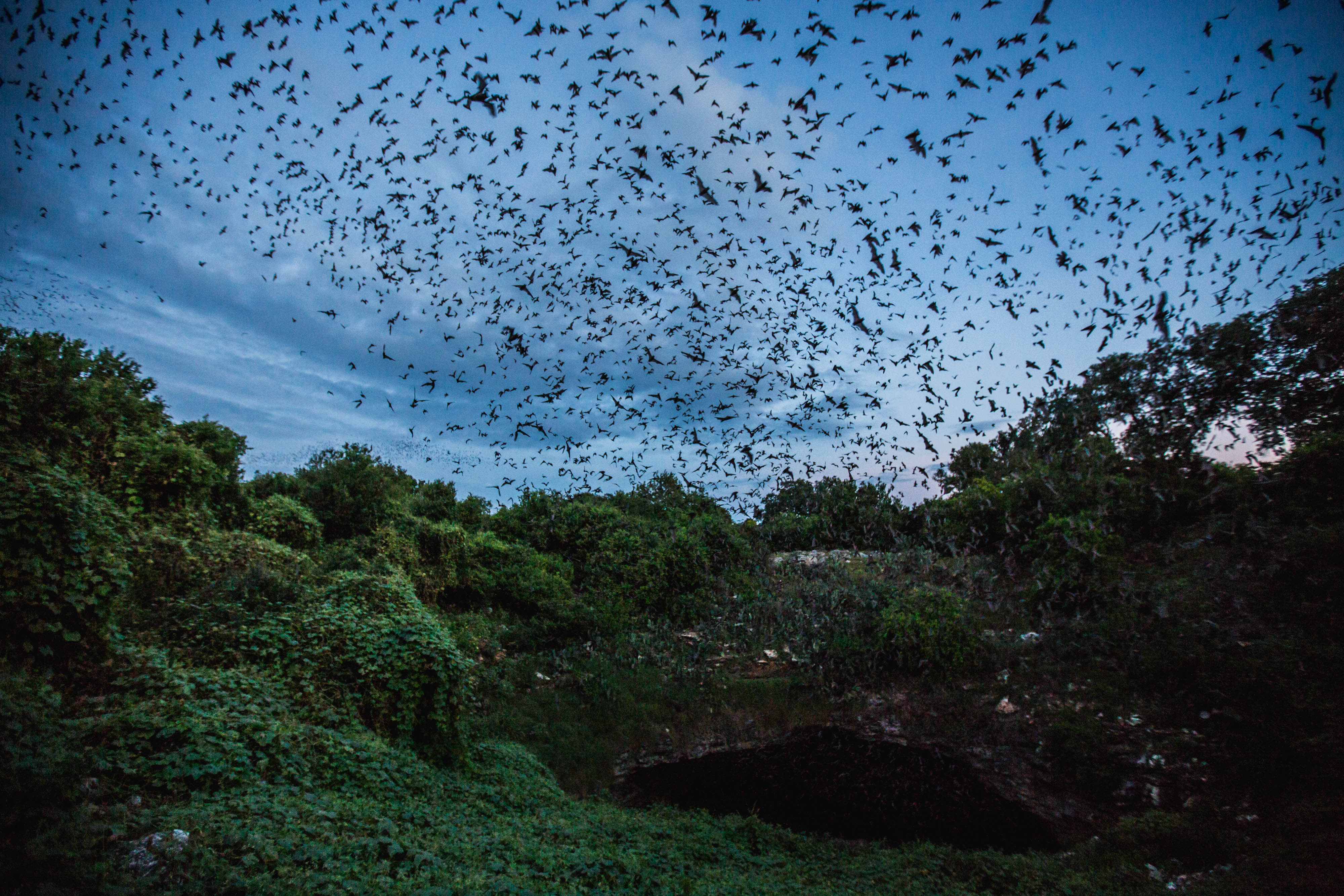 Thousands of Mexican free-tailed bats emerge from the Bracken Cave in Texas at dusk to feed on insects; the sky is filled with a swarm of bats.