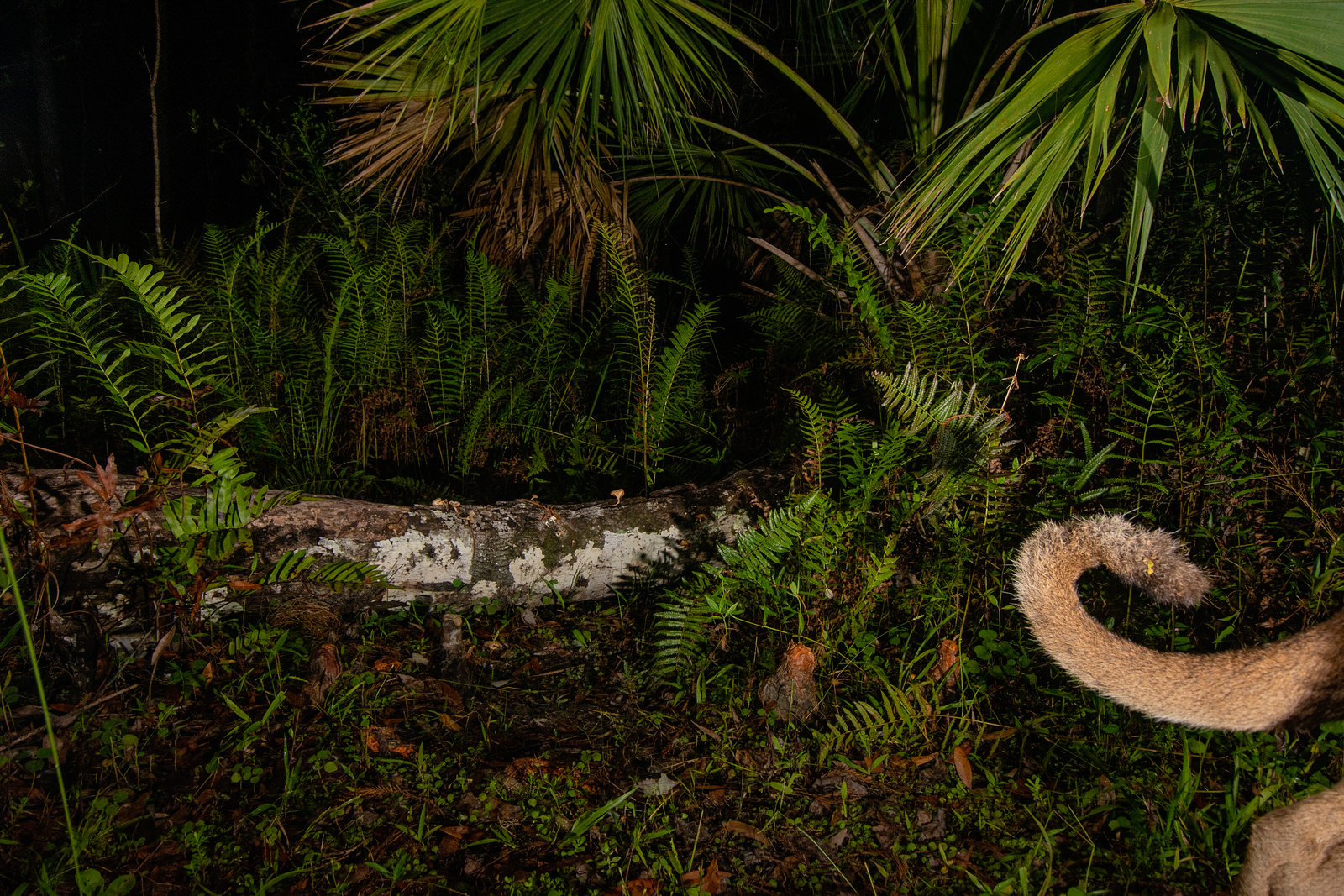 A Florida panther's tail flicks by at night in the florida wild with ferns