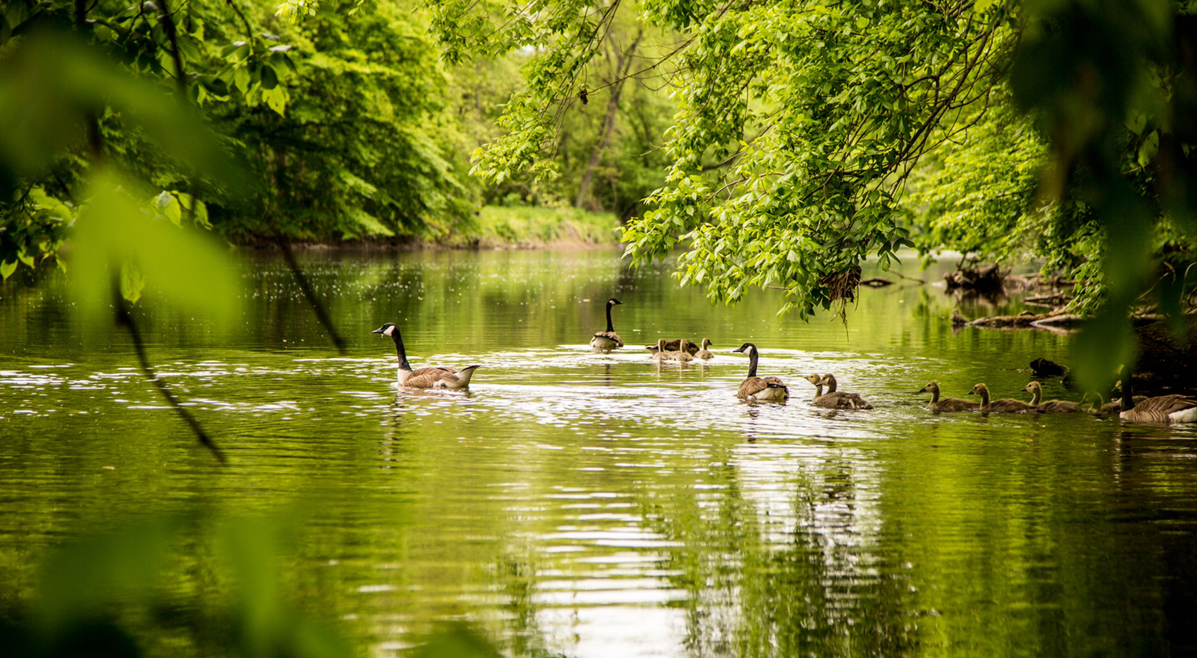 An adult and baby geese swim in a body of water surrounded by greenery.