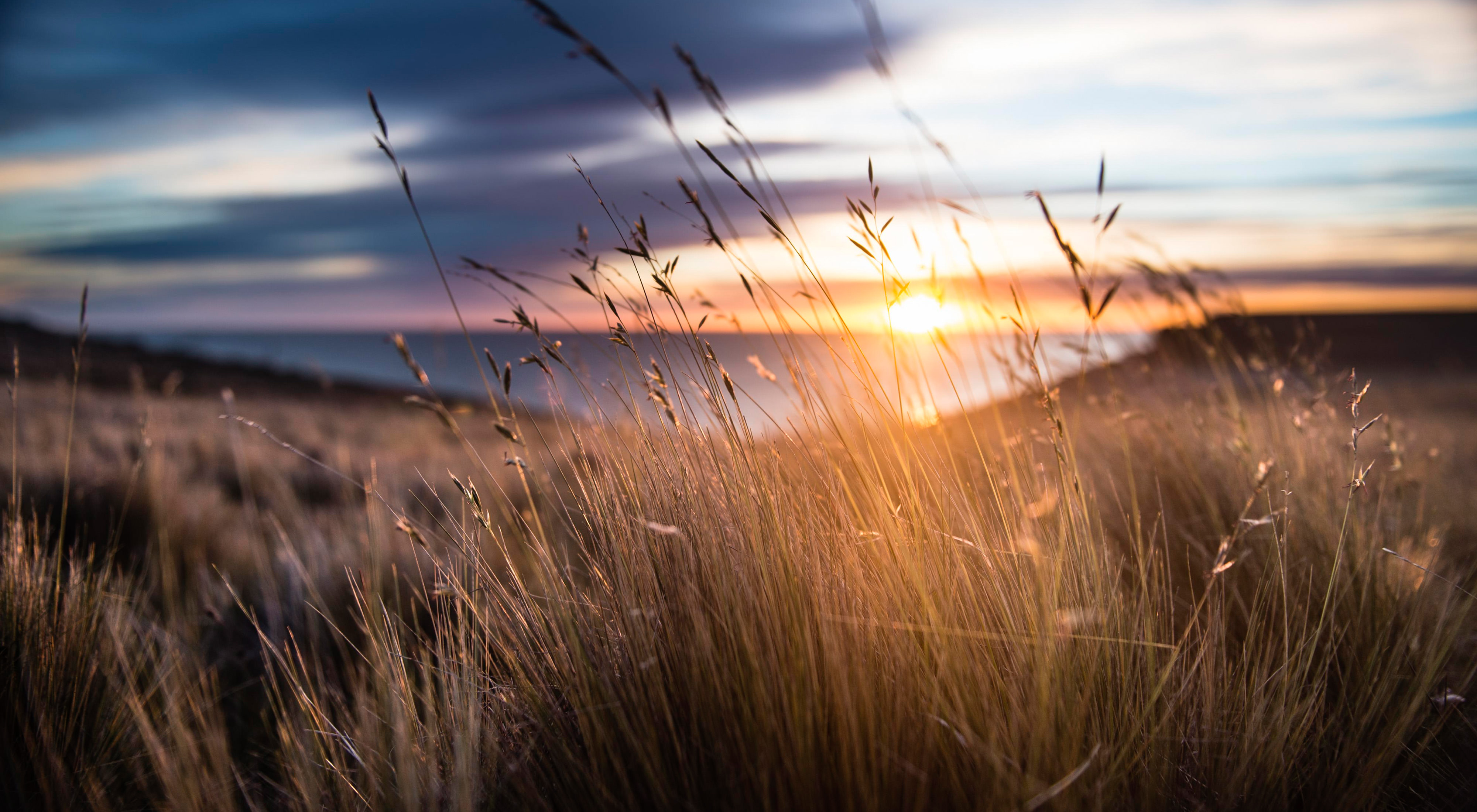 Closeup of thin golden grasses on a hillside with an ocean in the distance at sunset.