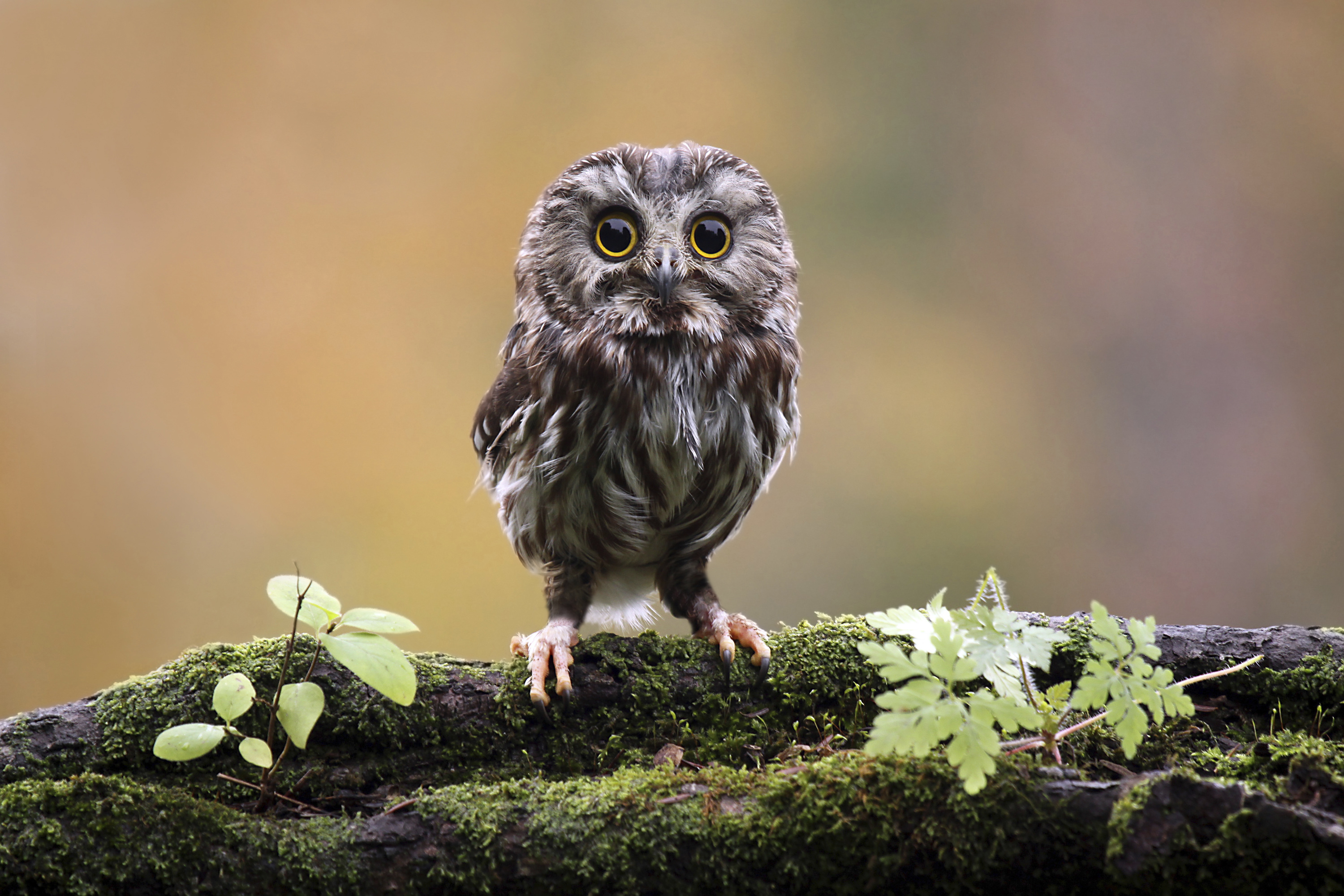 A small owl with brown and white mottled feathers stands on a branch staring at the camera.