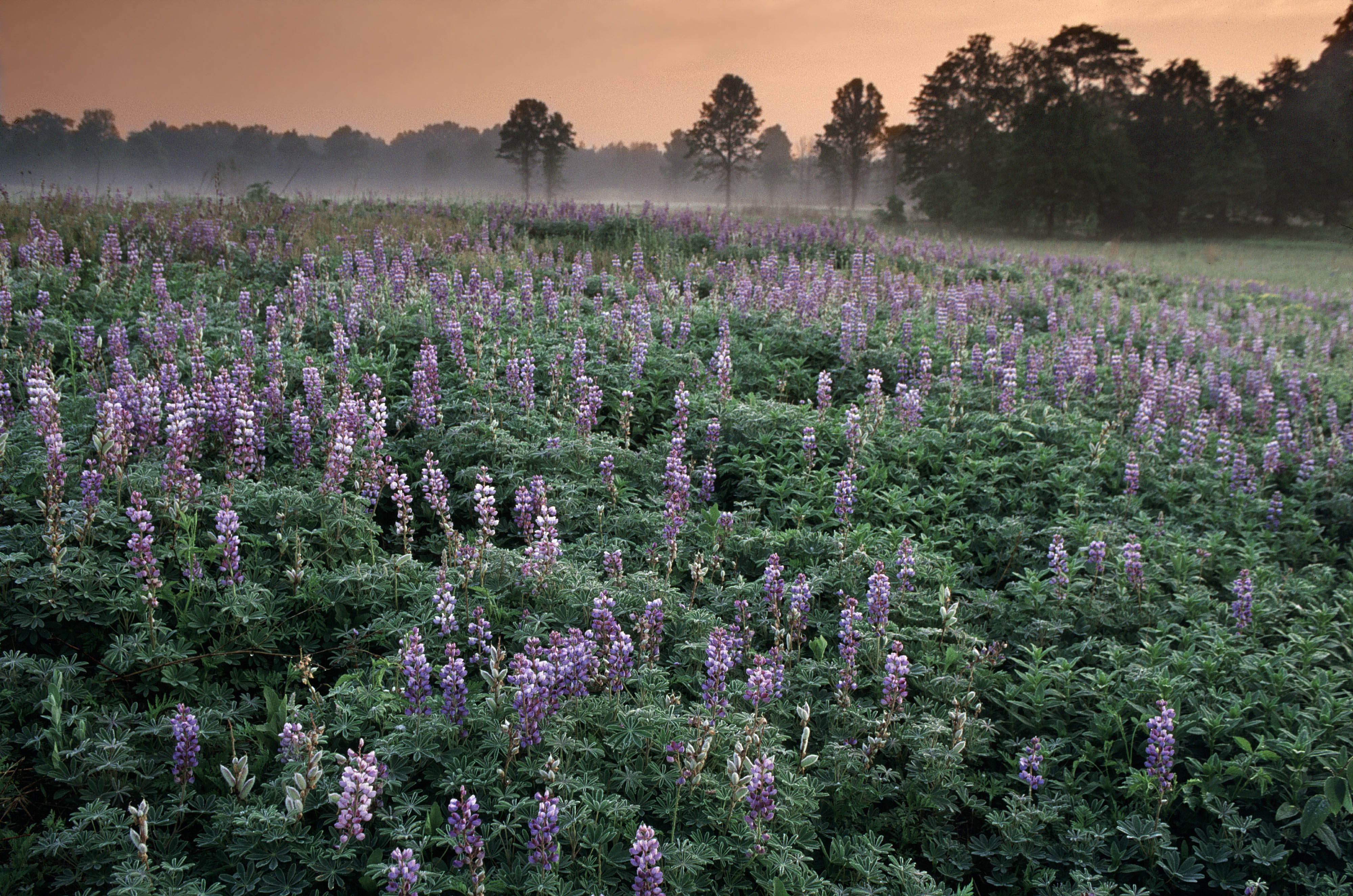 Wild blue lupine blooms paint a field with shades of purple against an orange sunset.