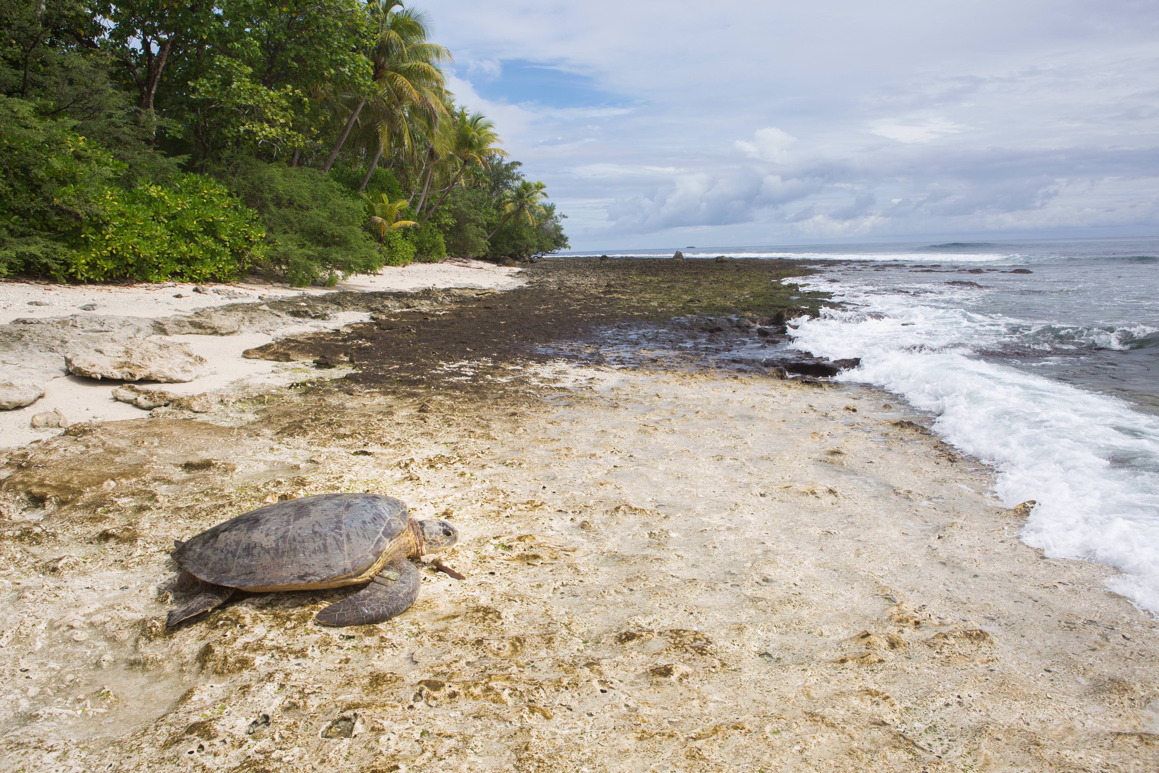 a large turtle on a sandy beach