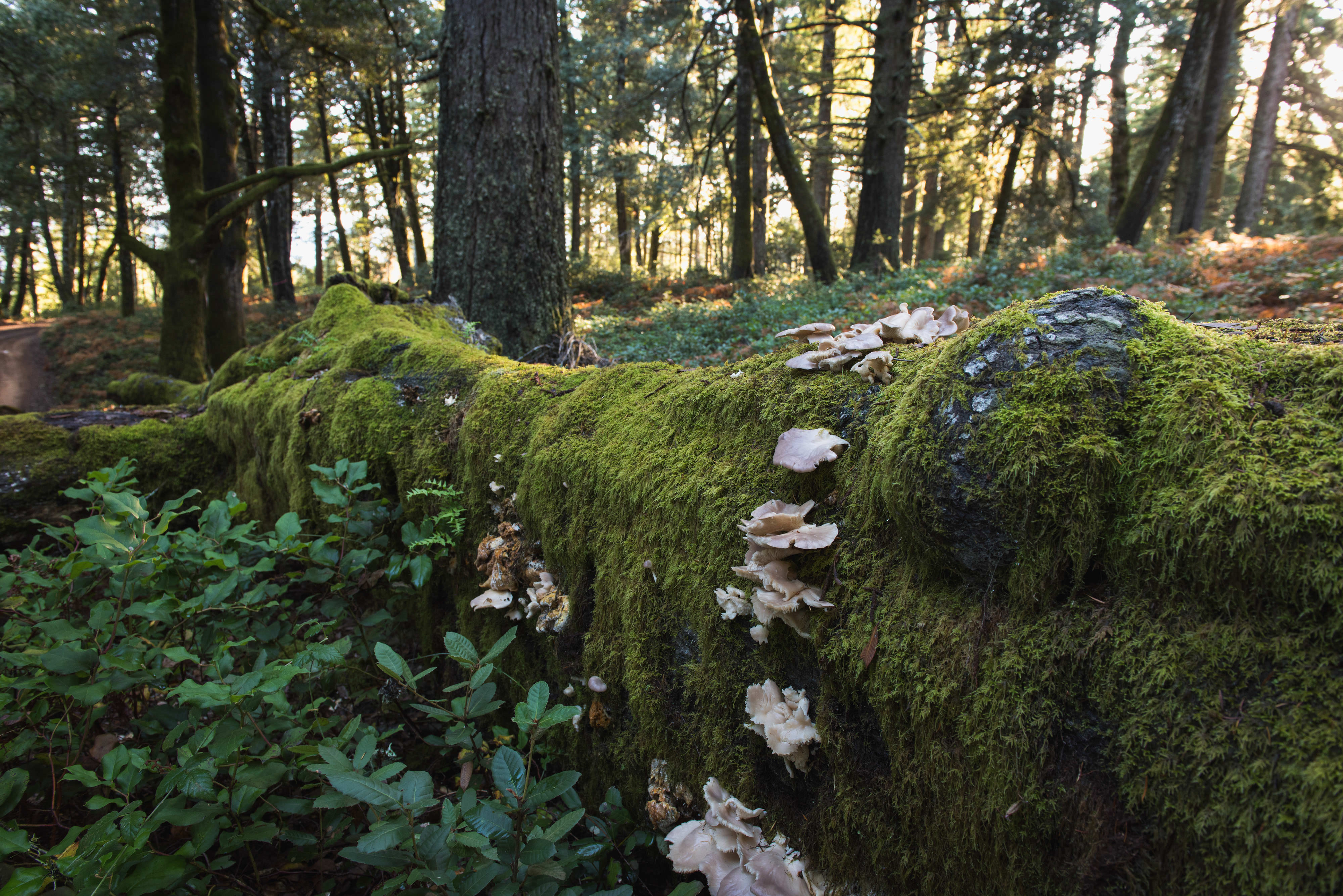 A close up of a mossy log in a pacific northwest forest.