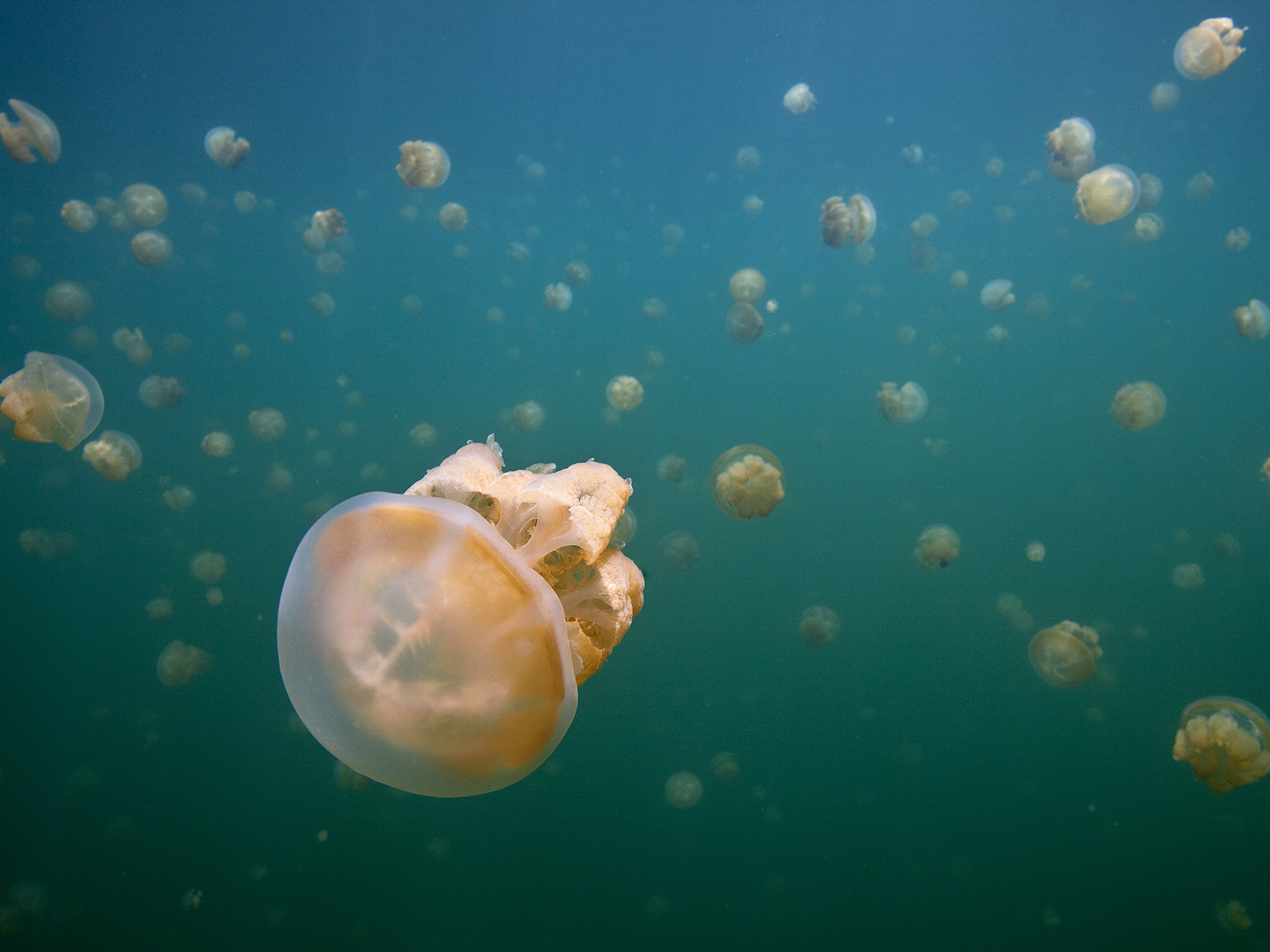 School of jellyfish viewed under water.