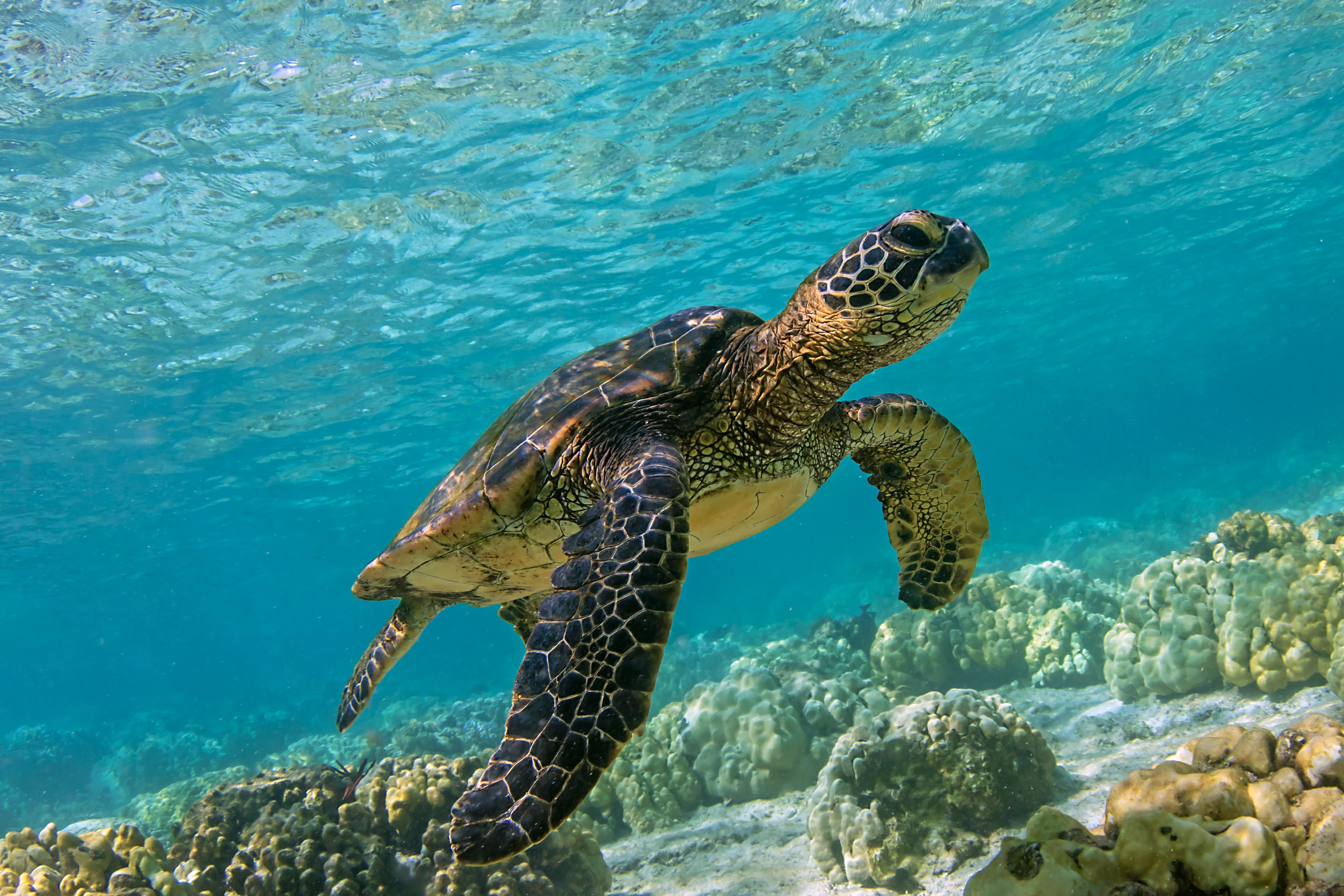 a small sea turtle swimming in clear, blue water