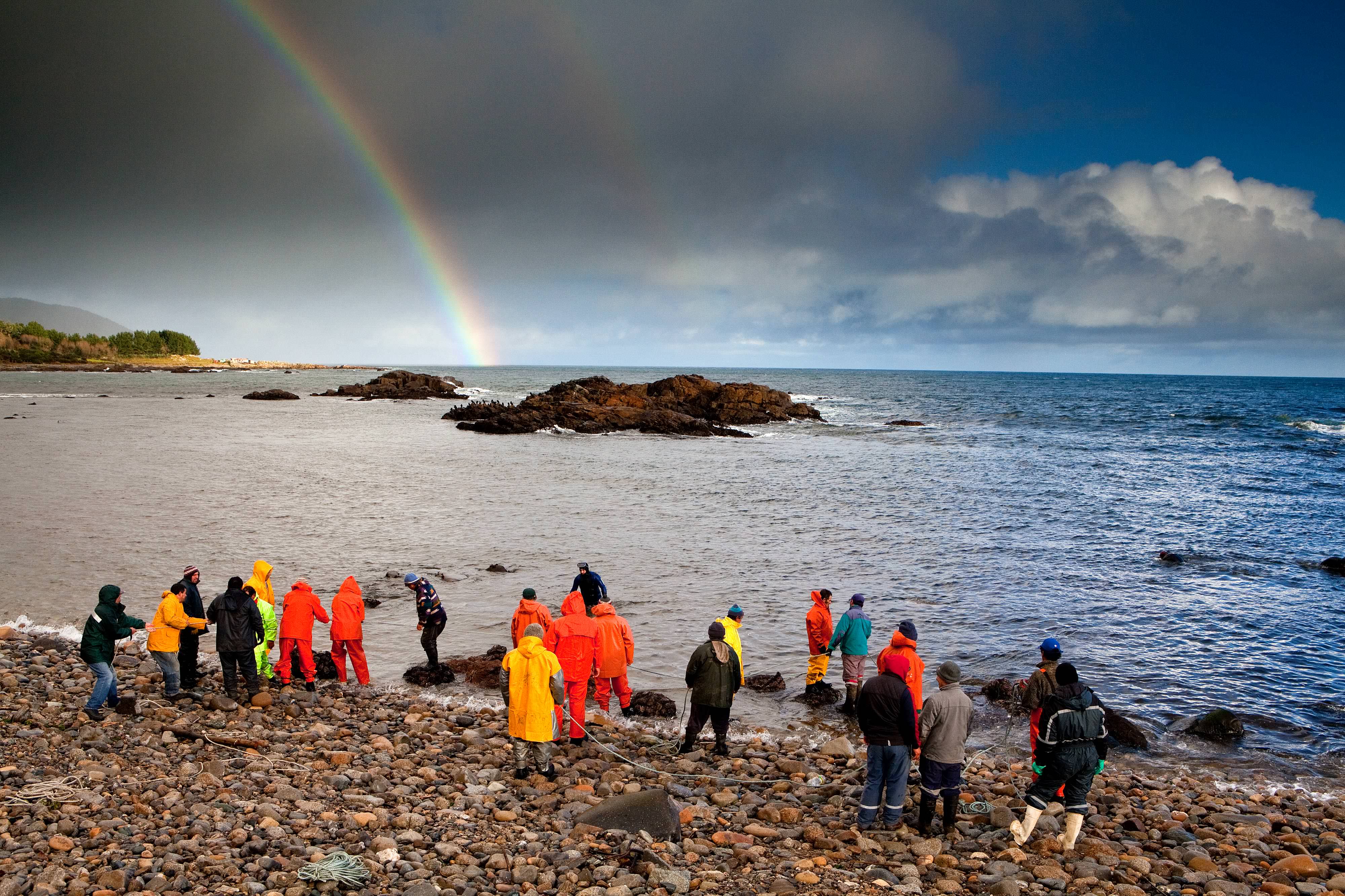 Loco fishery at Huape Fishing association in Palo Muerto Locality. Loco are a type of Chilean Abalone and are important to the local economy for their high value. This gathering of abalone takes place once a year. Photo credit: © Ian Shive