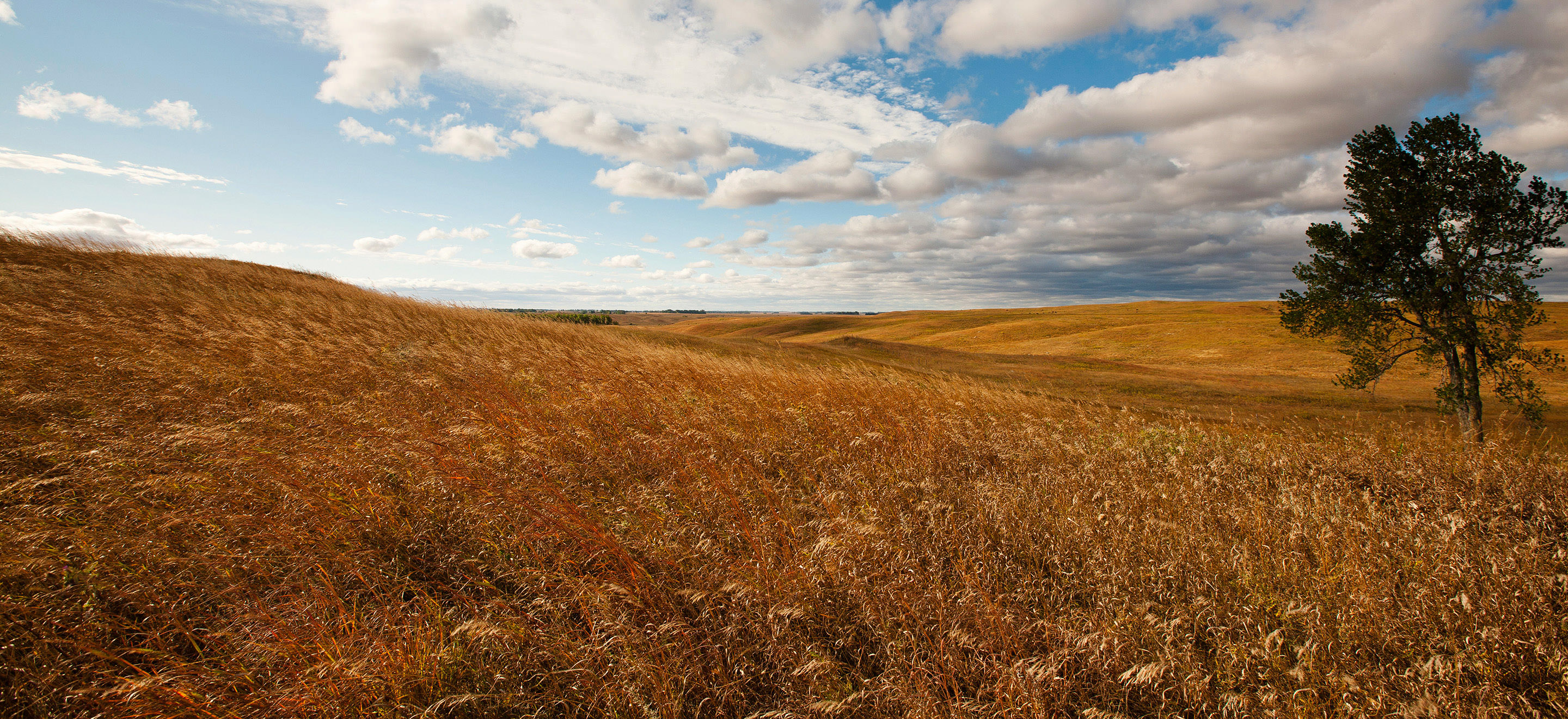 Landscape view of vast golden grasslands with blue sky and puffy clouds overhead.