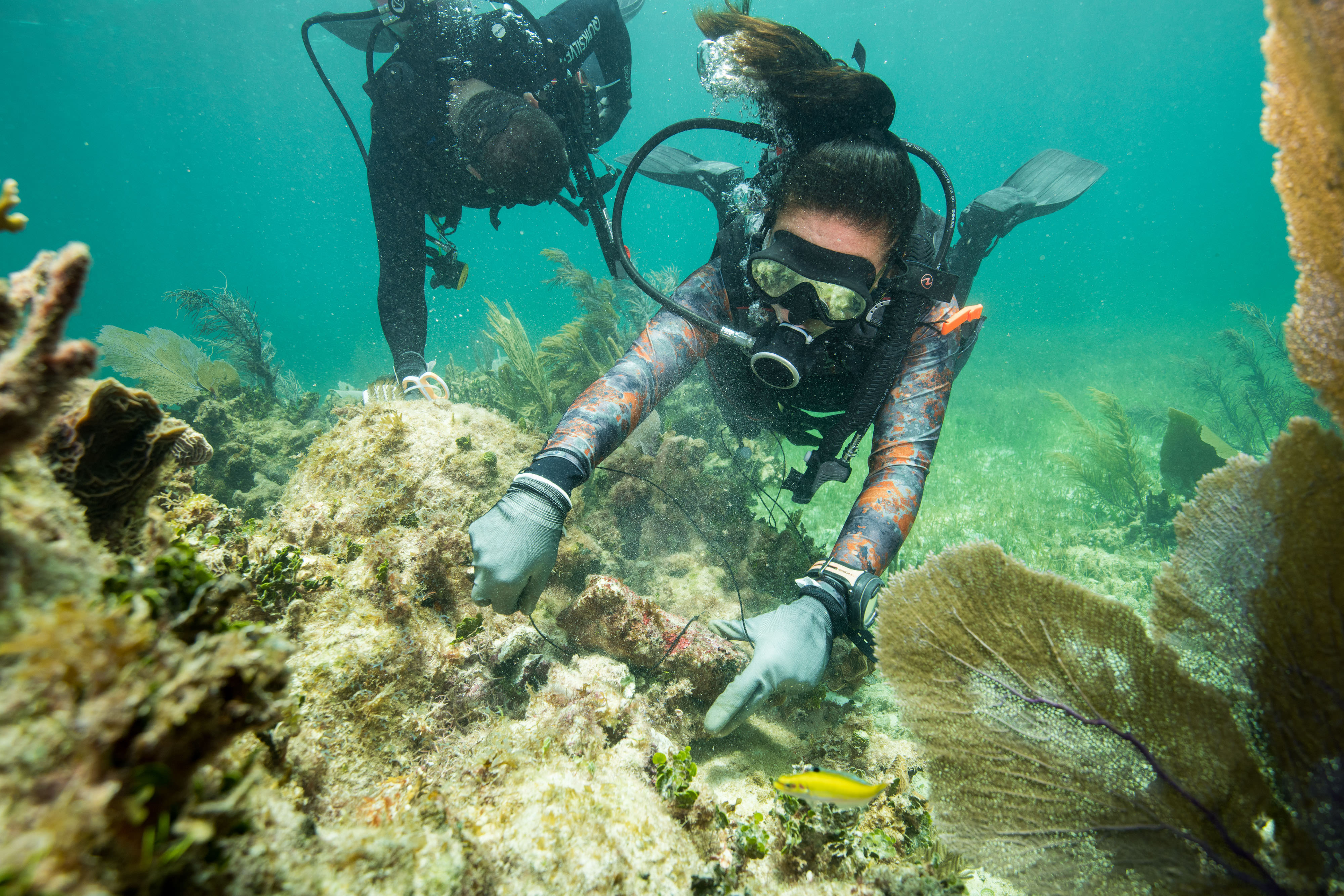 Two scuba divers holding string are repairing a broken piece of coral.