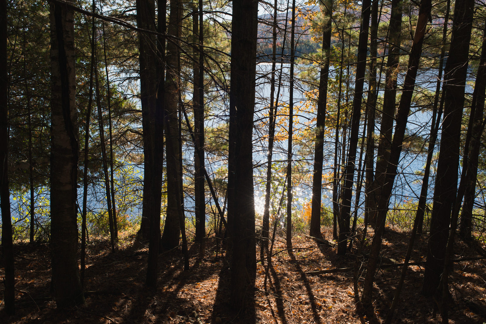 Light shining through trees on a shoreline in the Adirondacks.