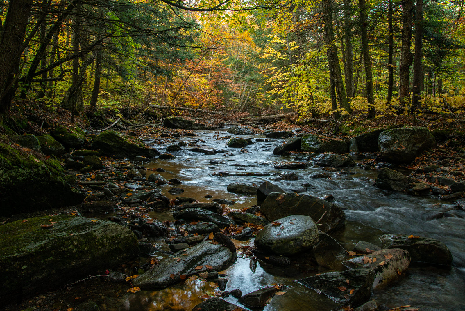 A river with rocks flowing through a forest with fall leaves.