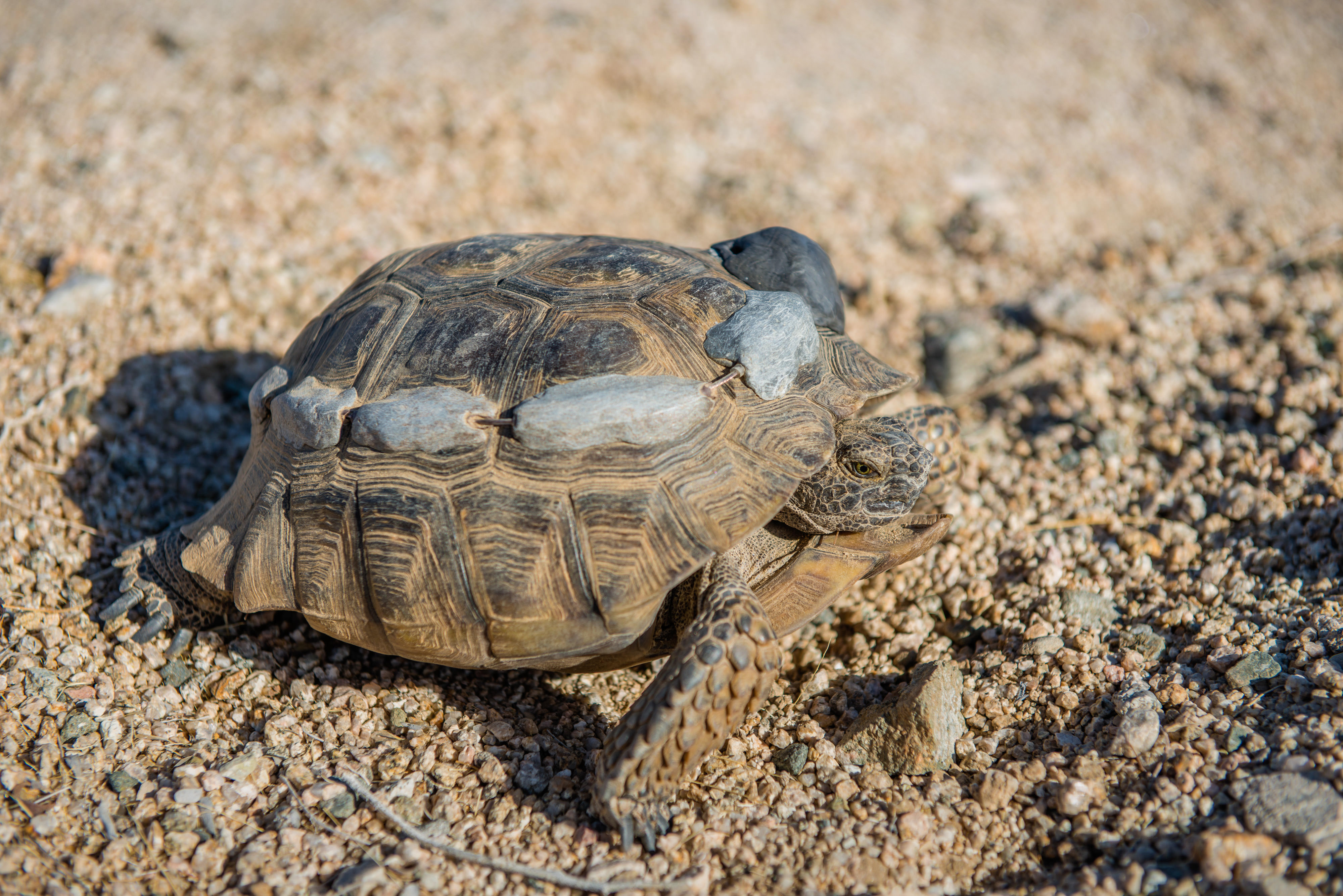 Mojave desert tortoise on the sand with trackers on its back.