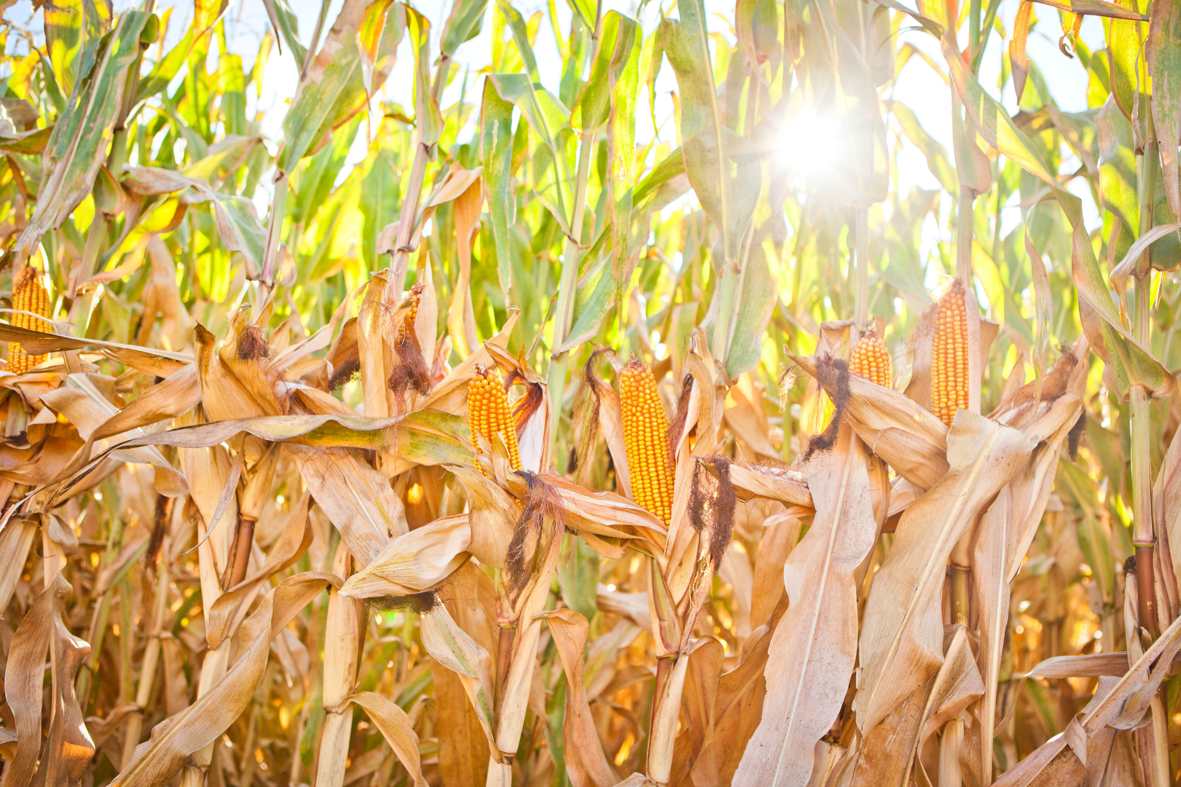 Corn stalks