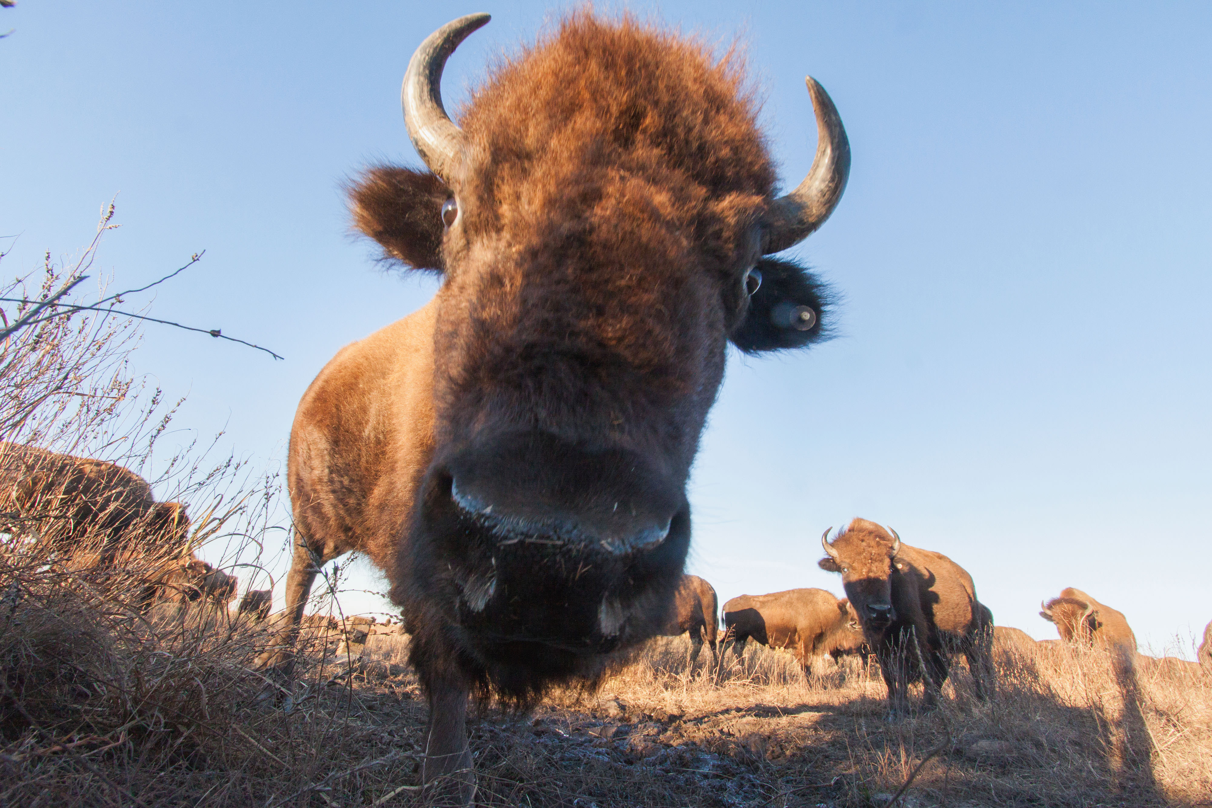 Close-up of an American bison caught by a camera trap hidden in the tallgrass.