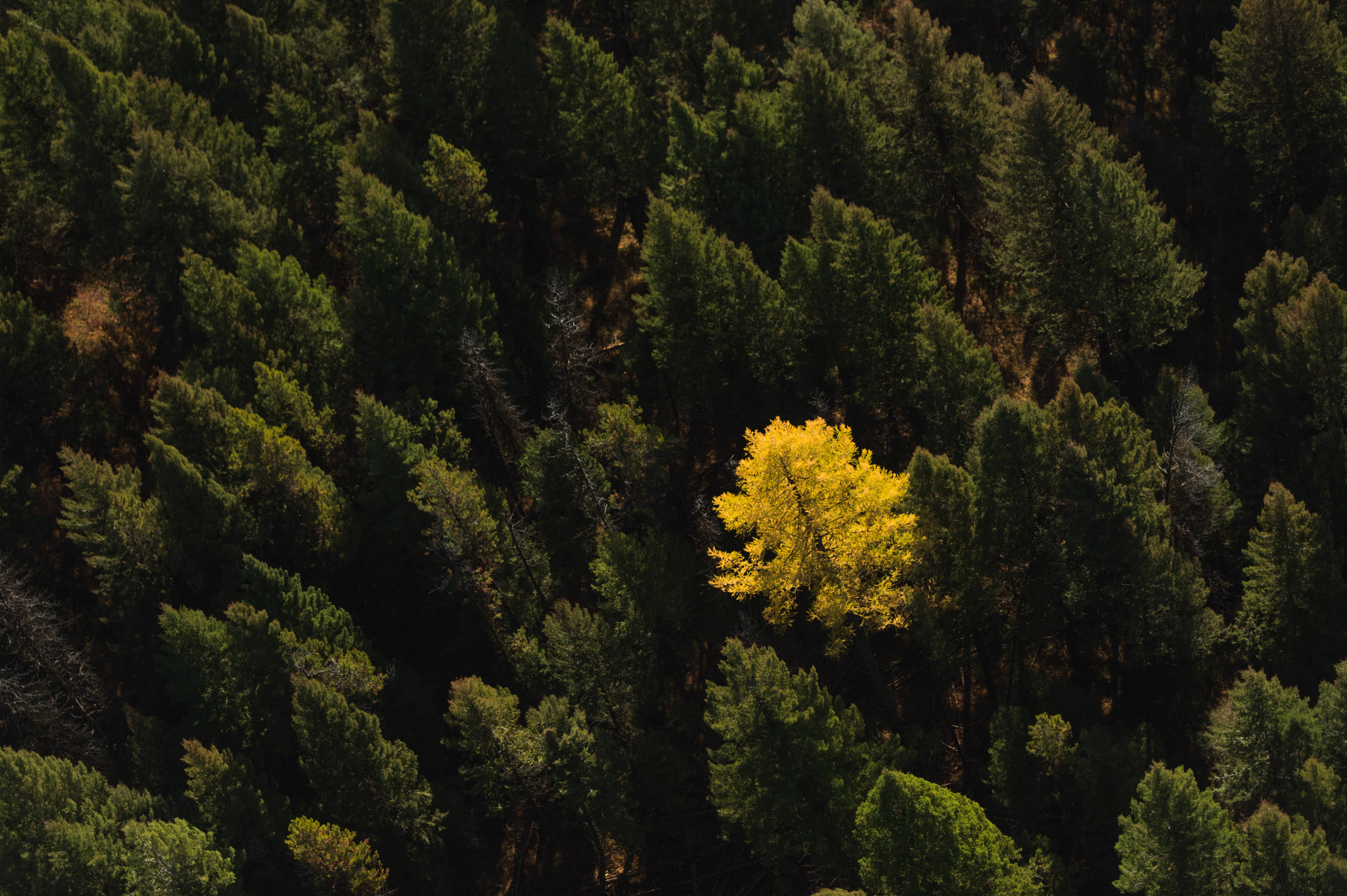 Aerial view of trees in a dense forest.